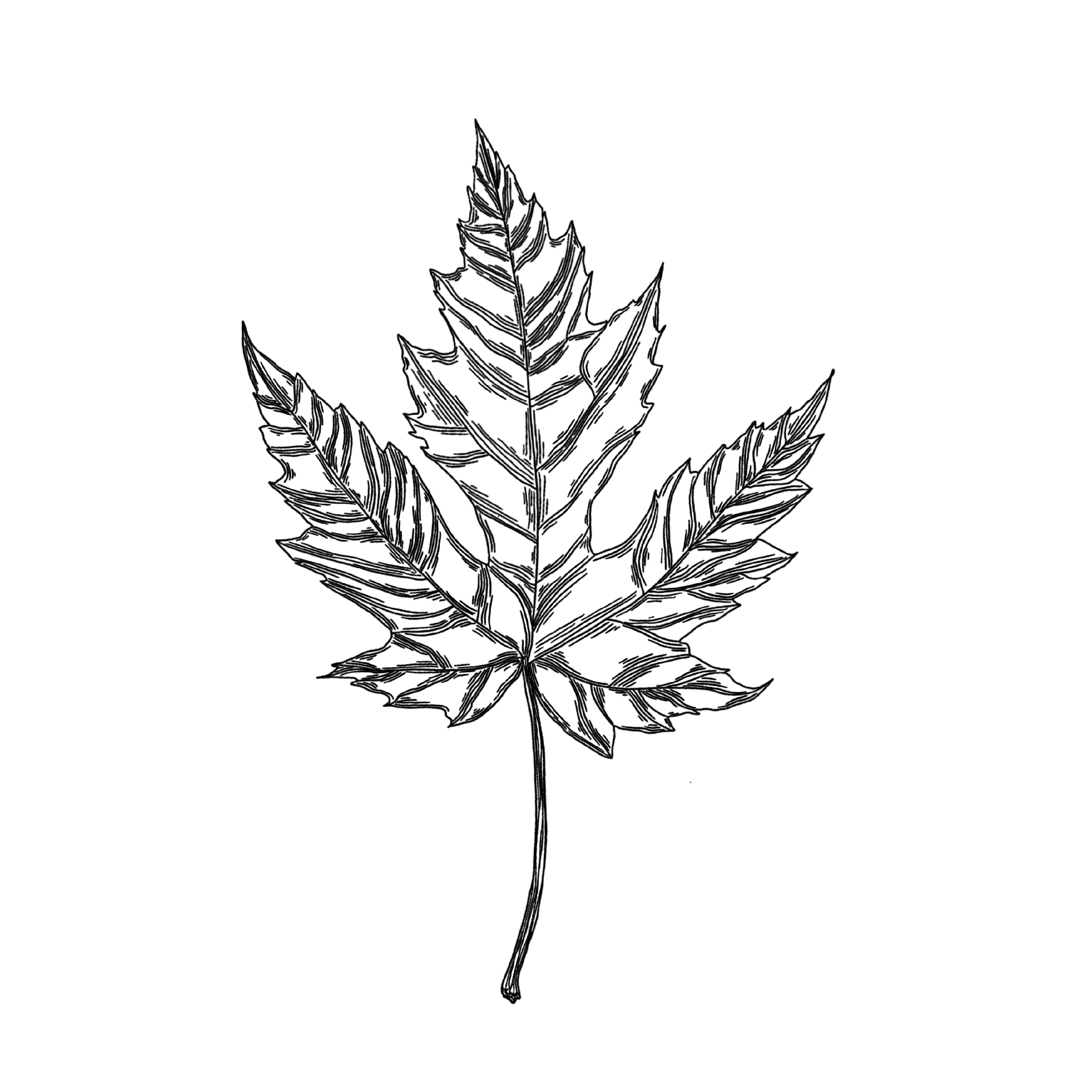 MAPLE LEAF.png