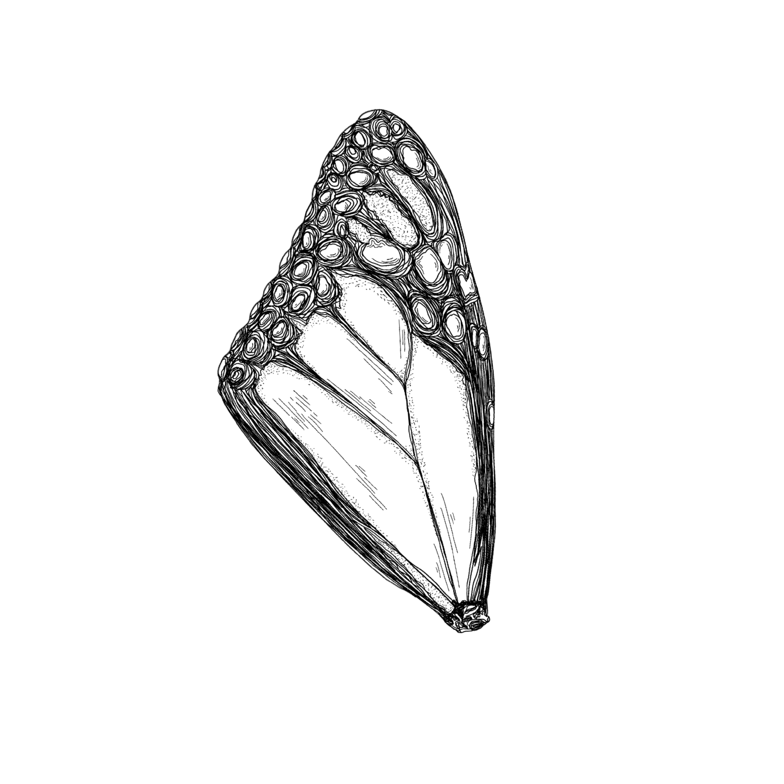 BUTT WING.png