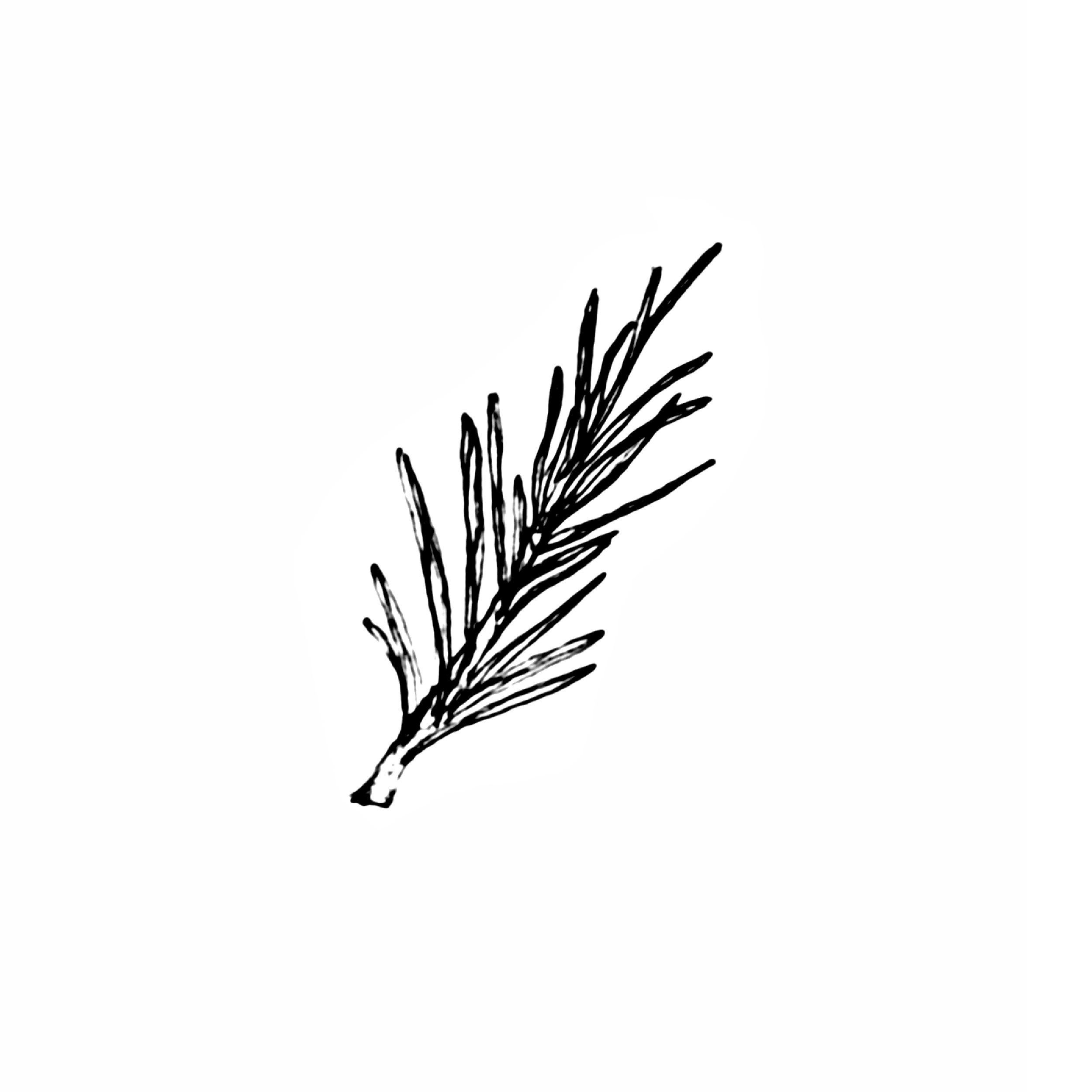 PINE SPRIG.png