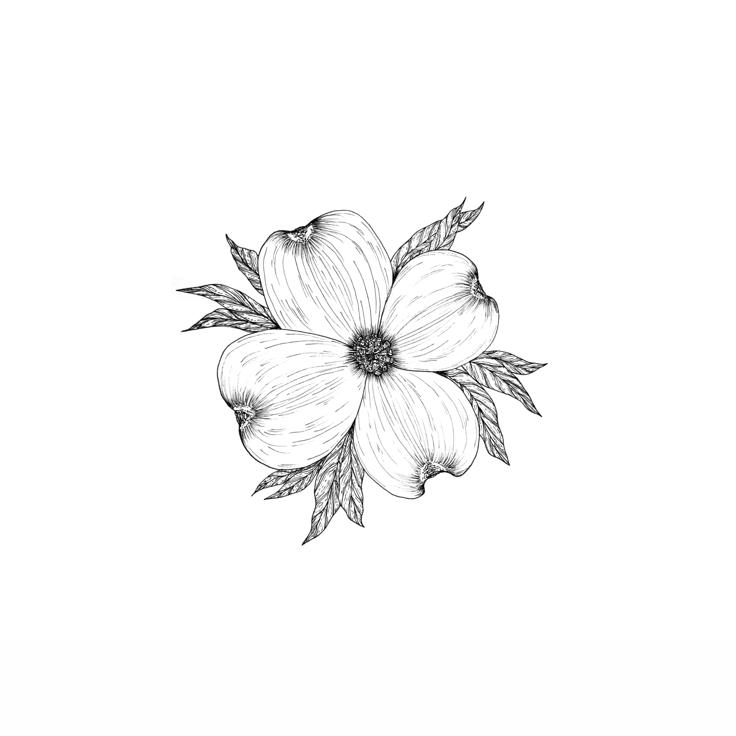 DOGWOOD.png