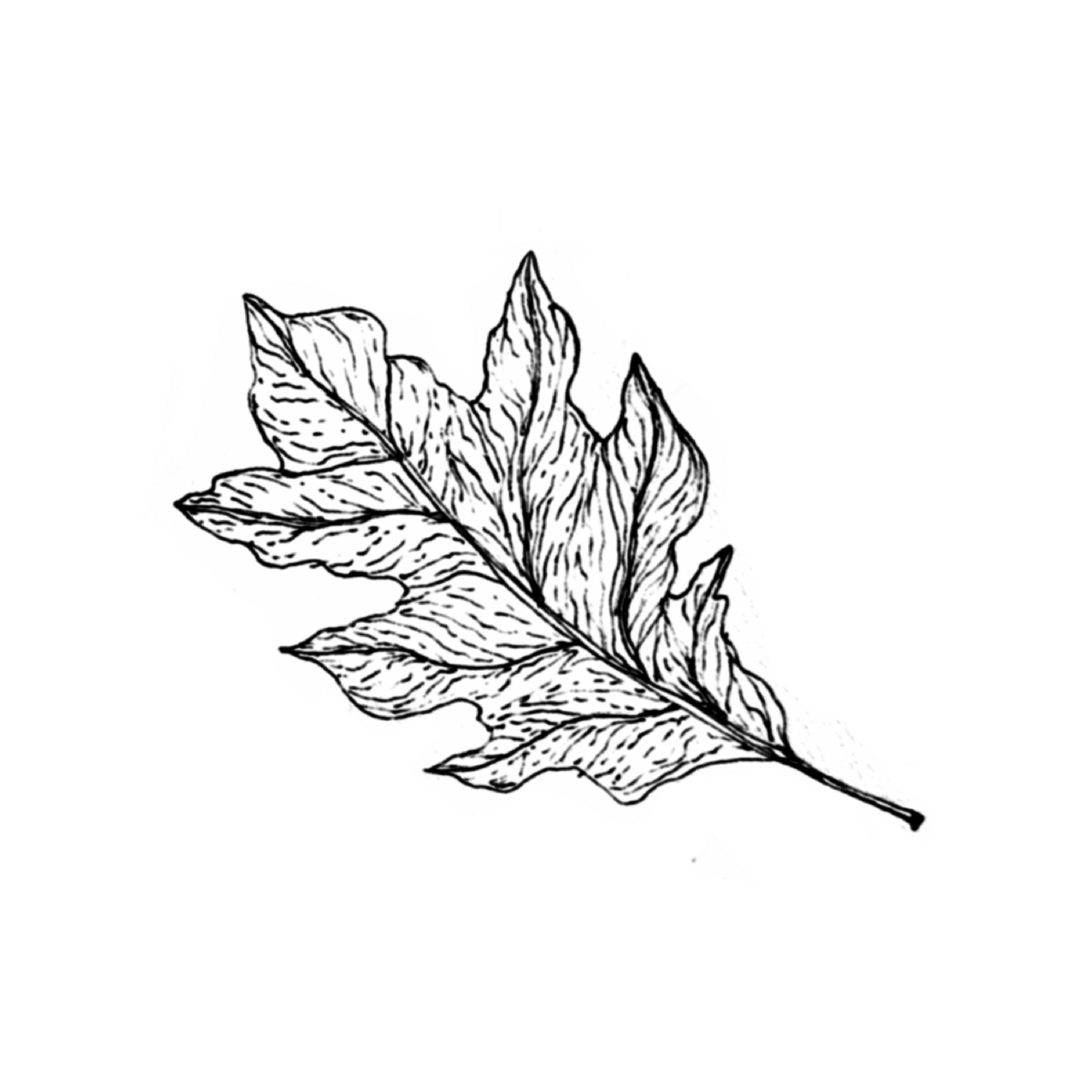 FALL LEAF.png