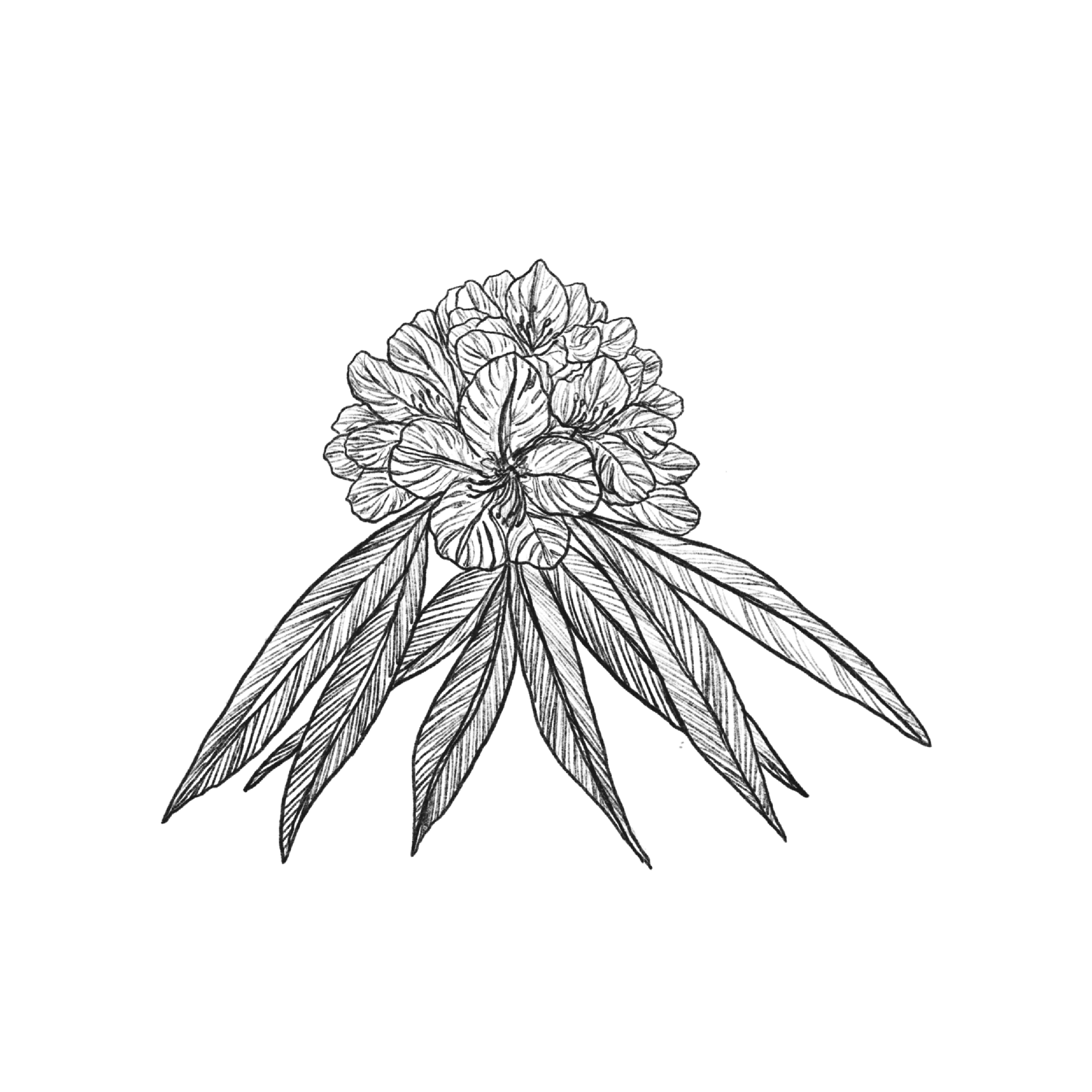 HYDRANGEA.png