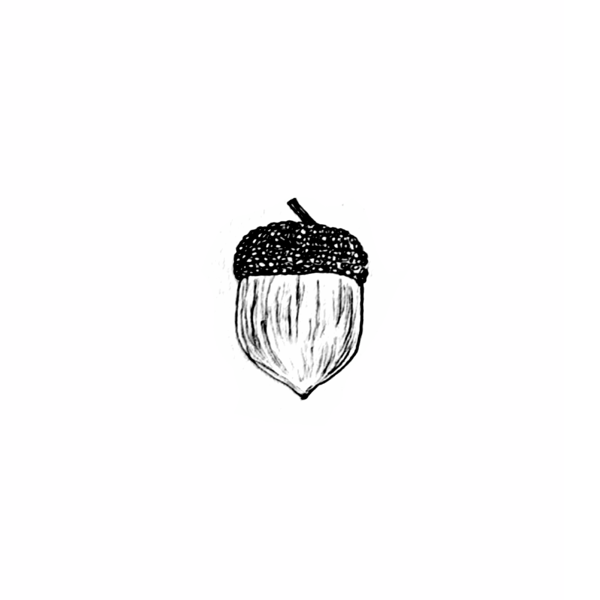 ACORN.png