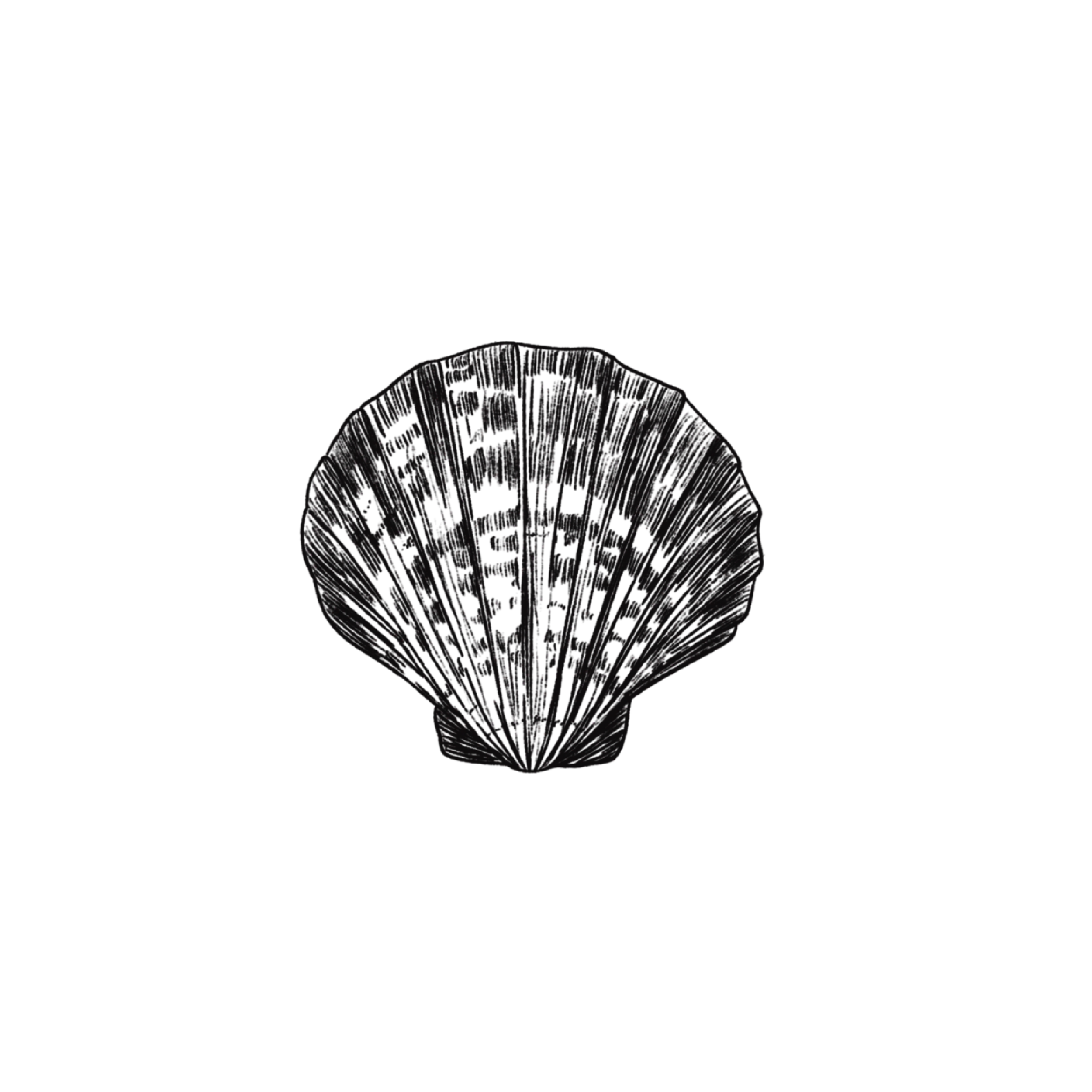 SHELL2.png