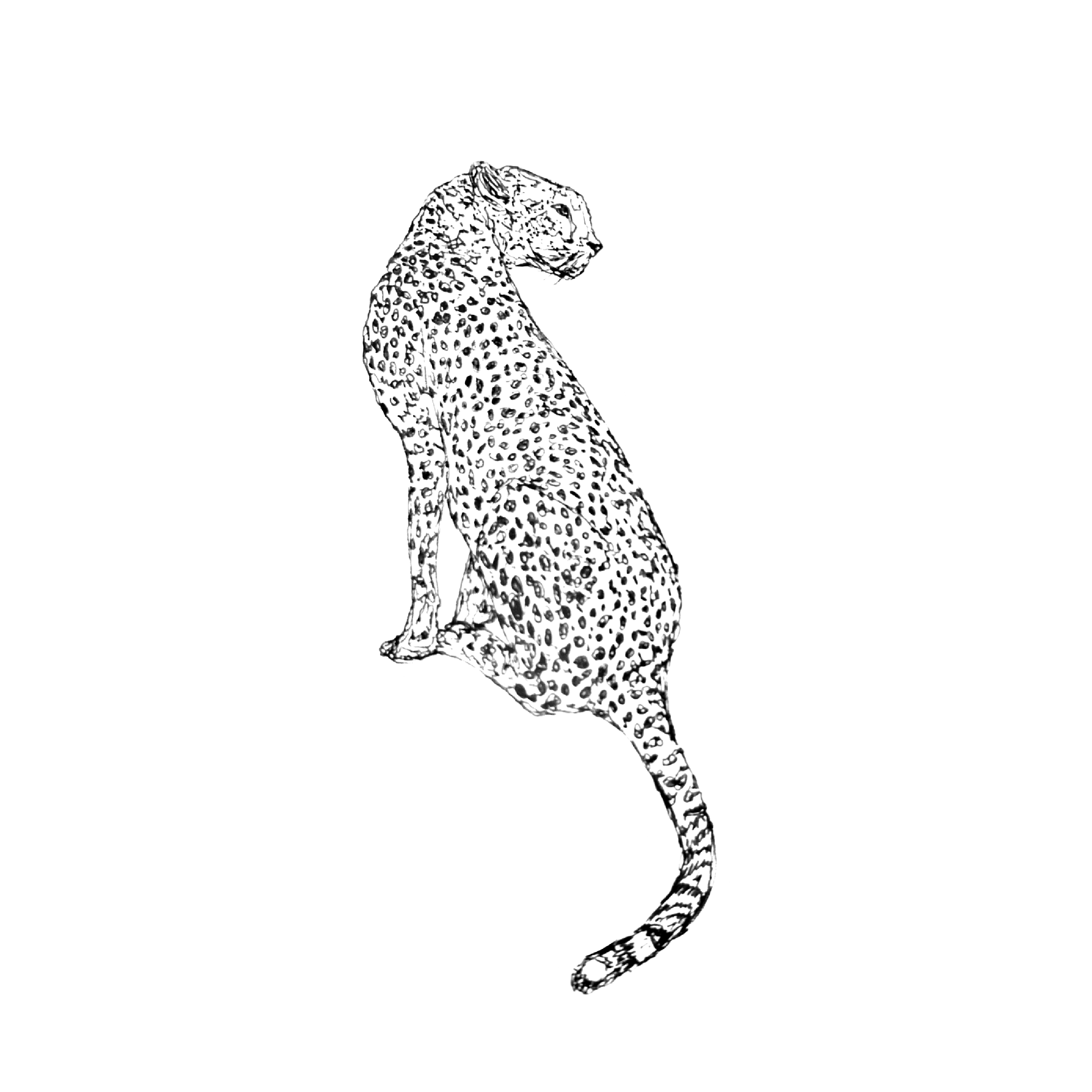CHEETA.png