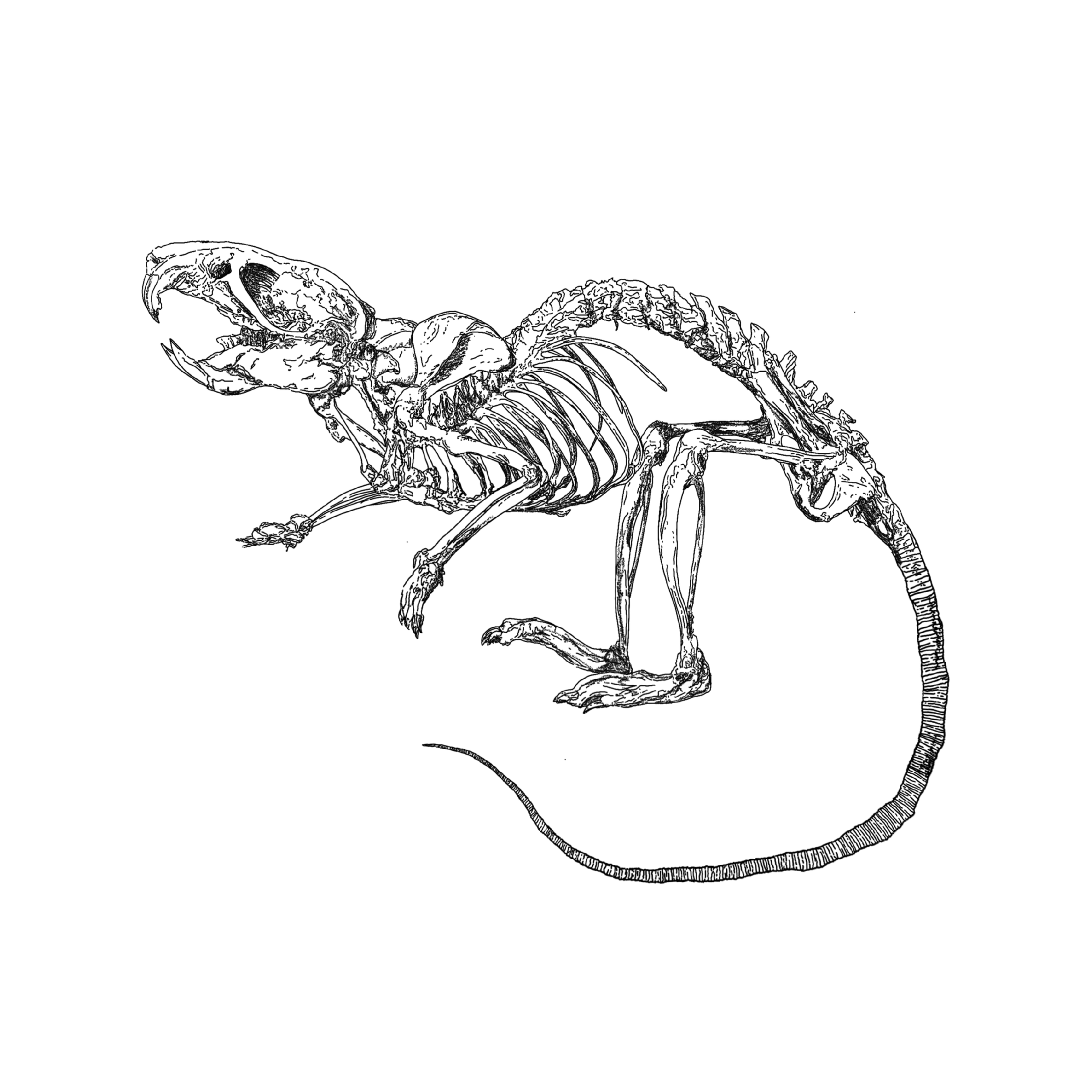 TATS4RATS.png