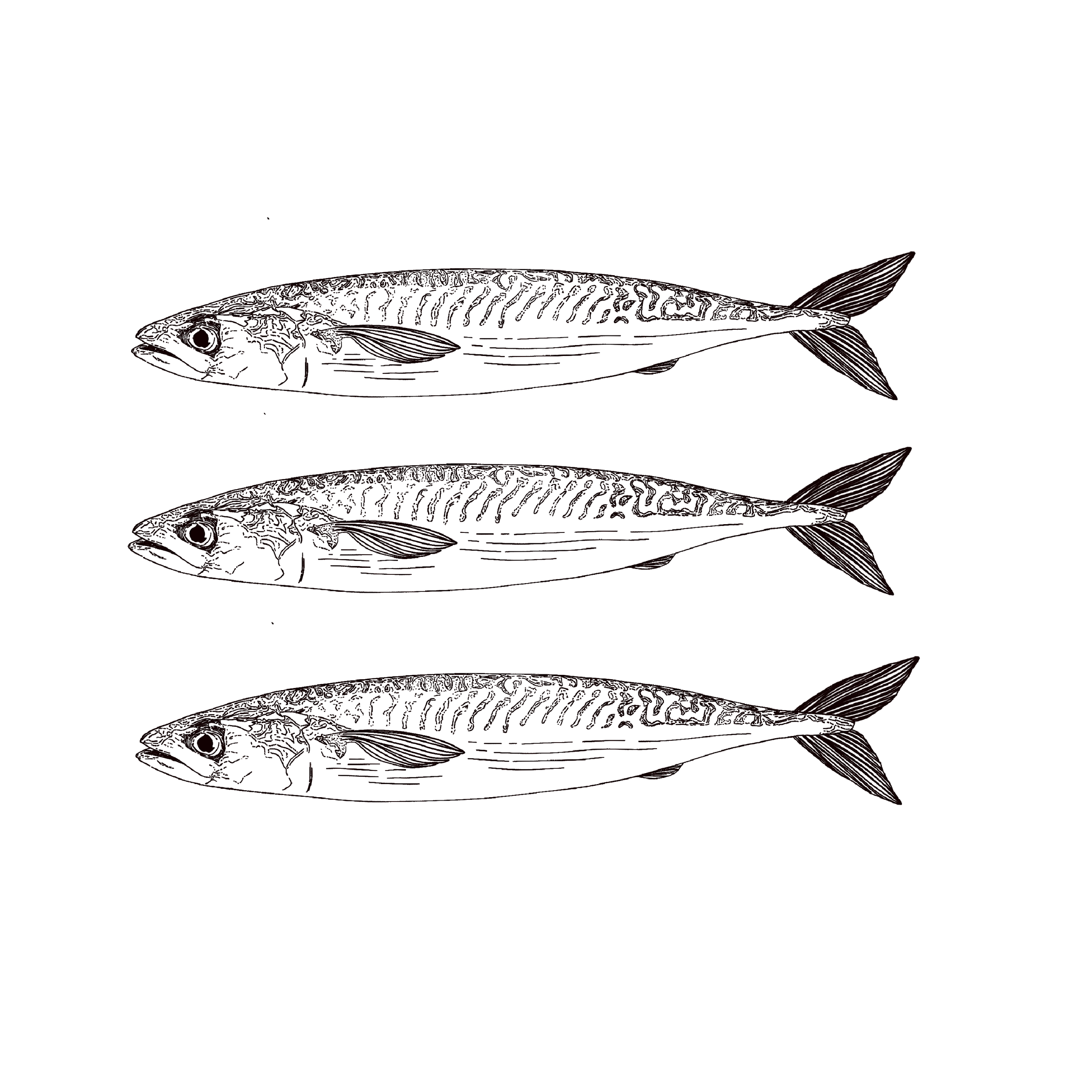 SARDINES.png