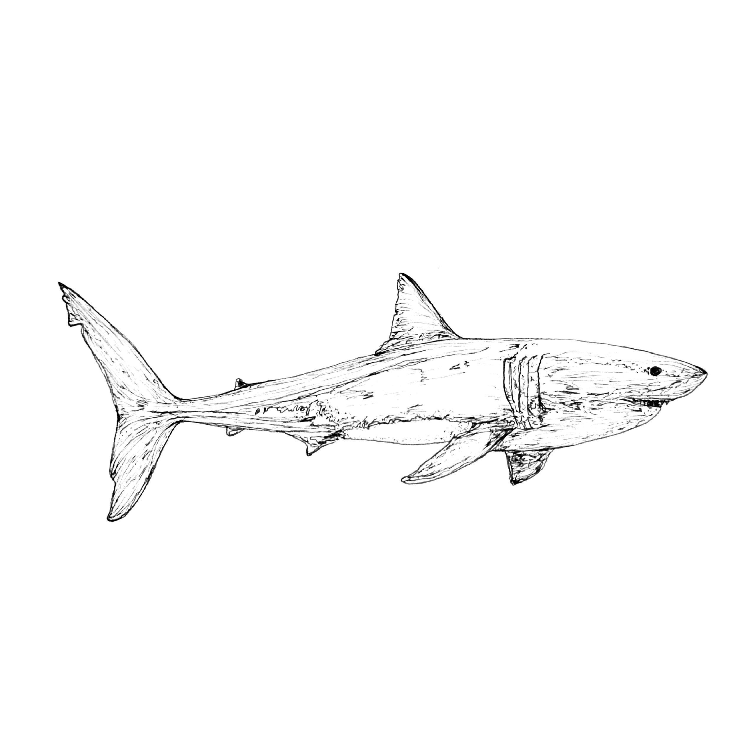 SHARK.png