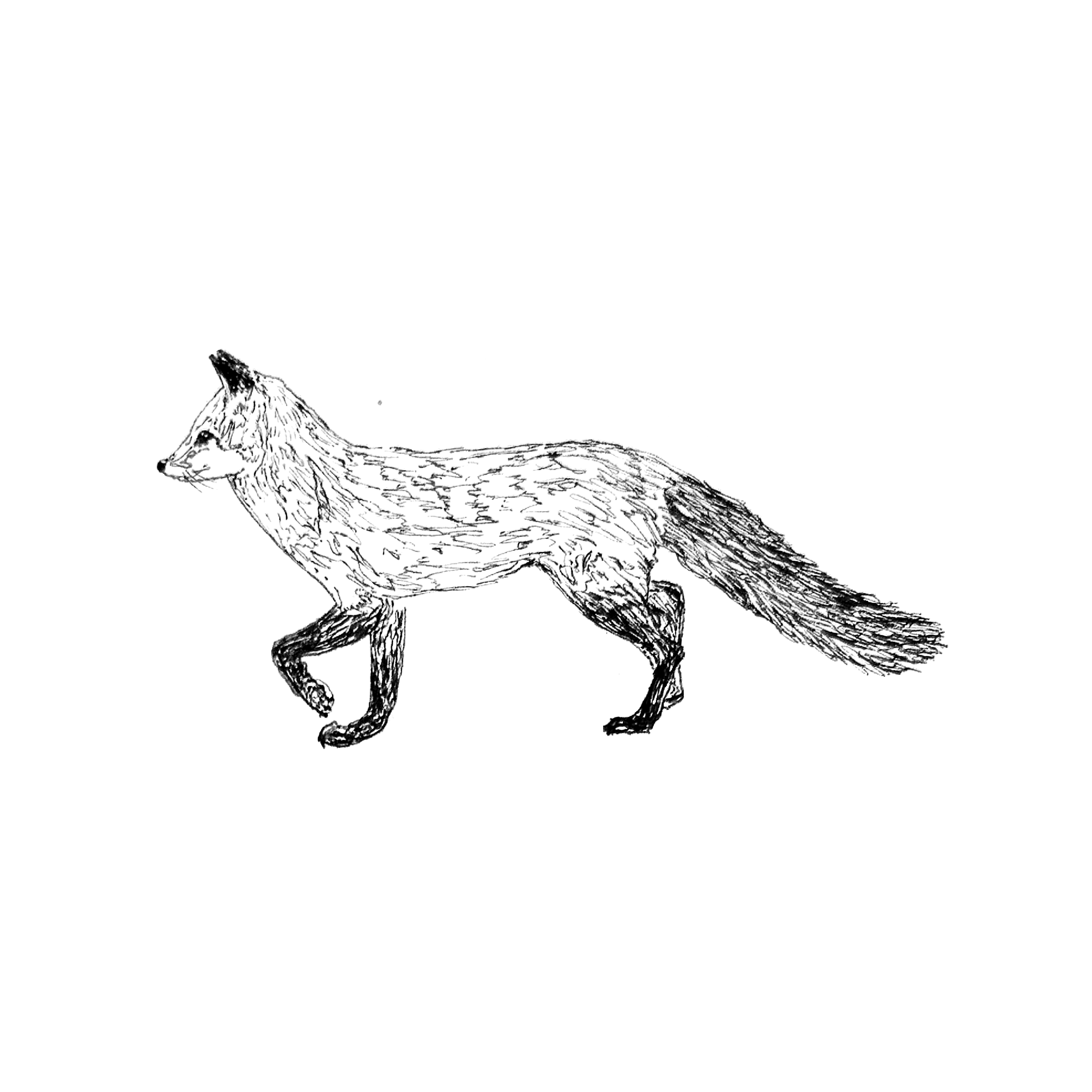FOX.png