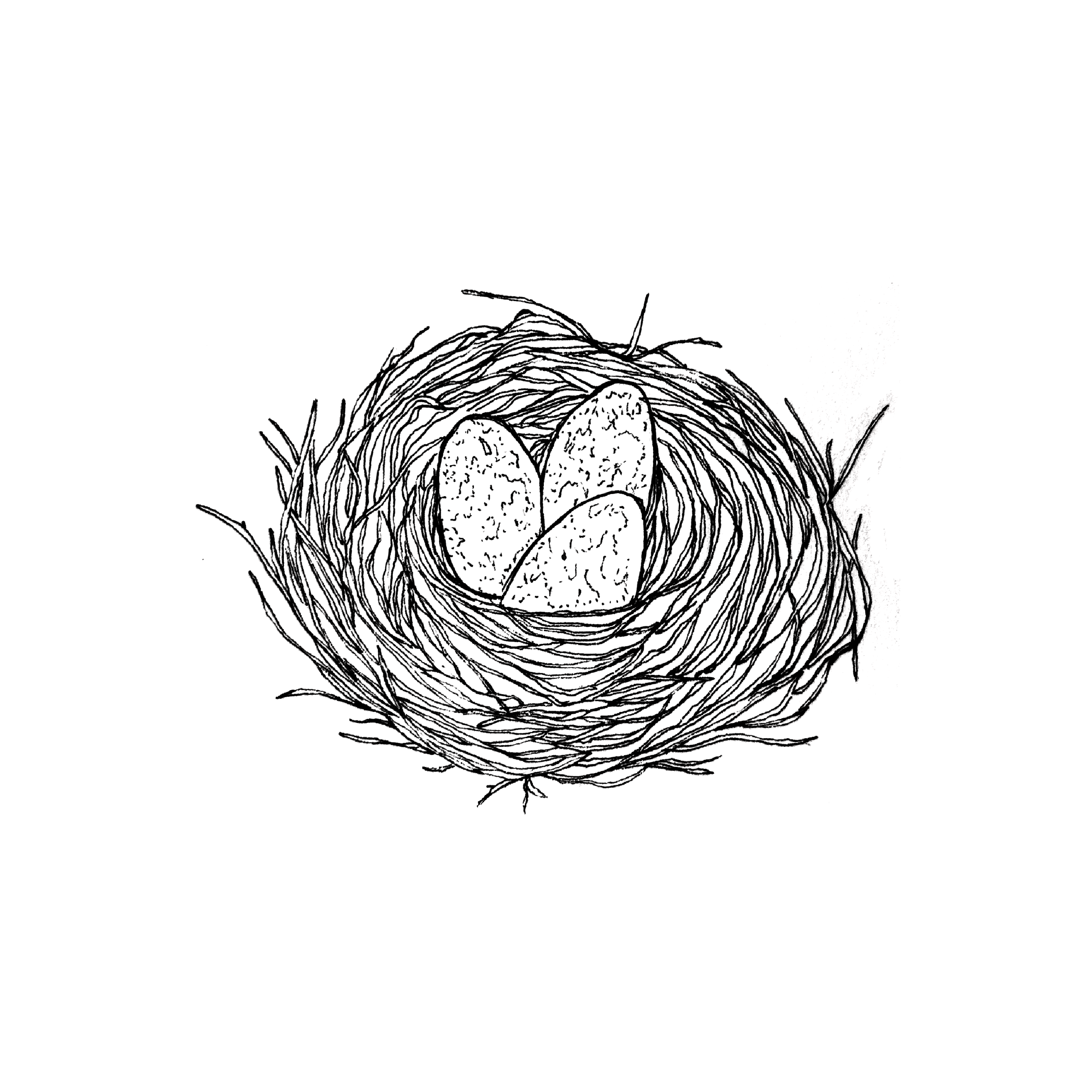 BIRDS NEST.png