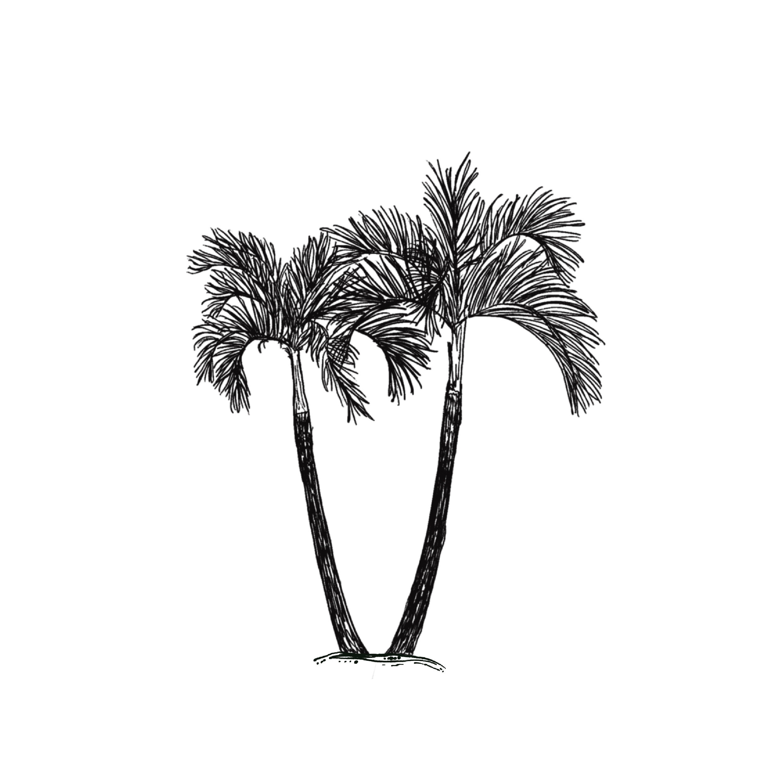 PALMS.png