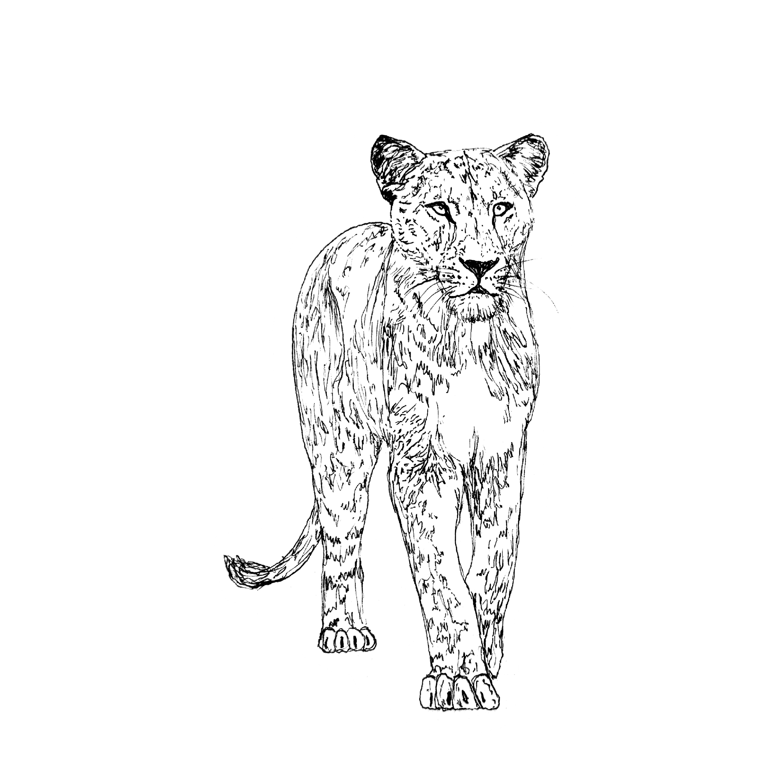 LIONESS.png