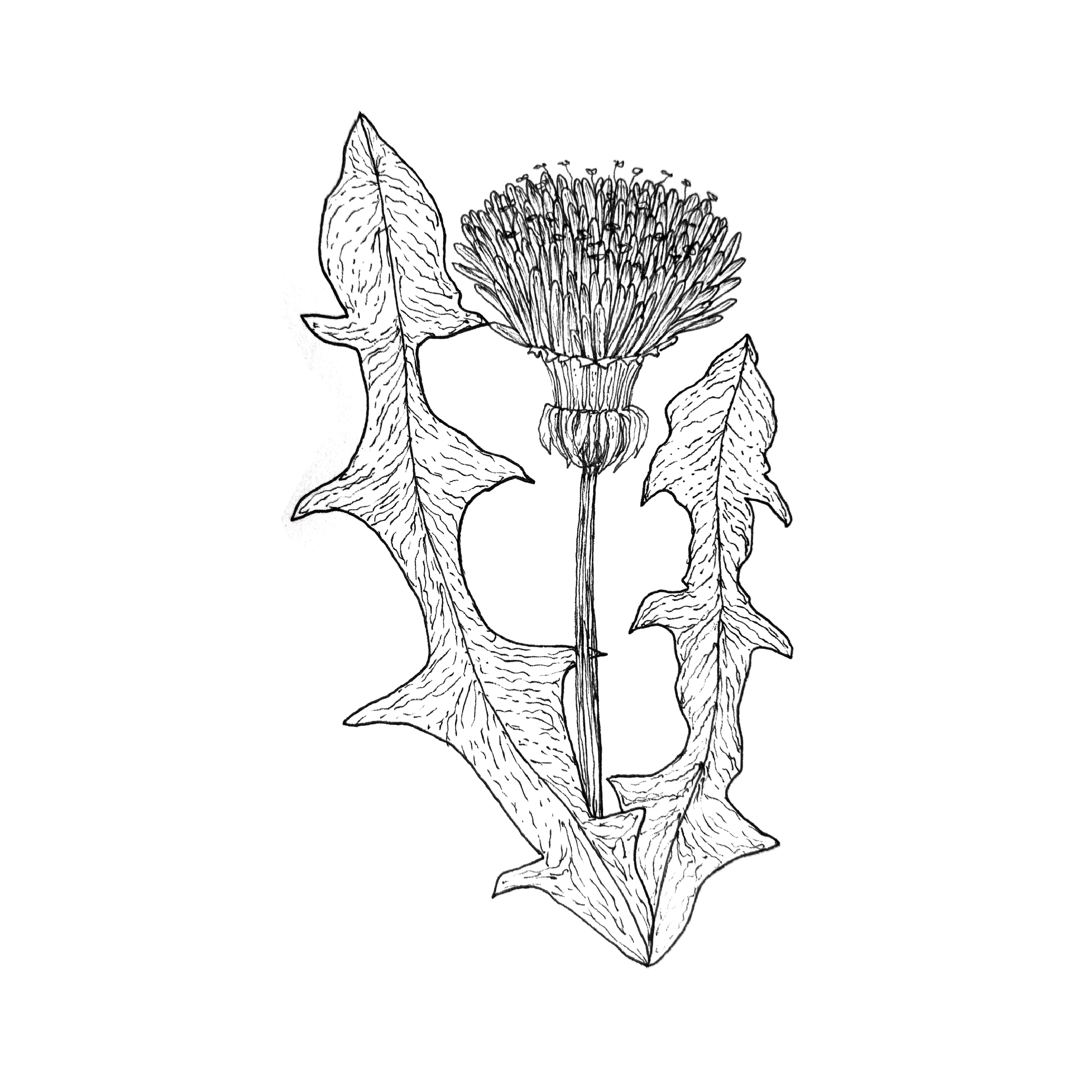 DANDILION.png
