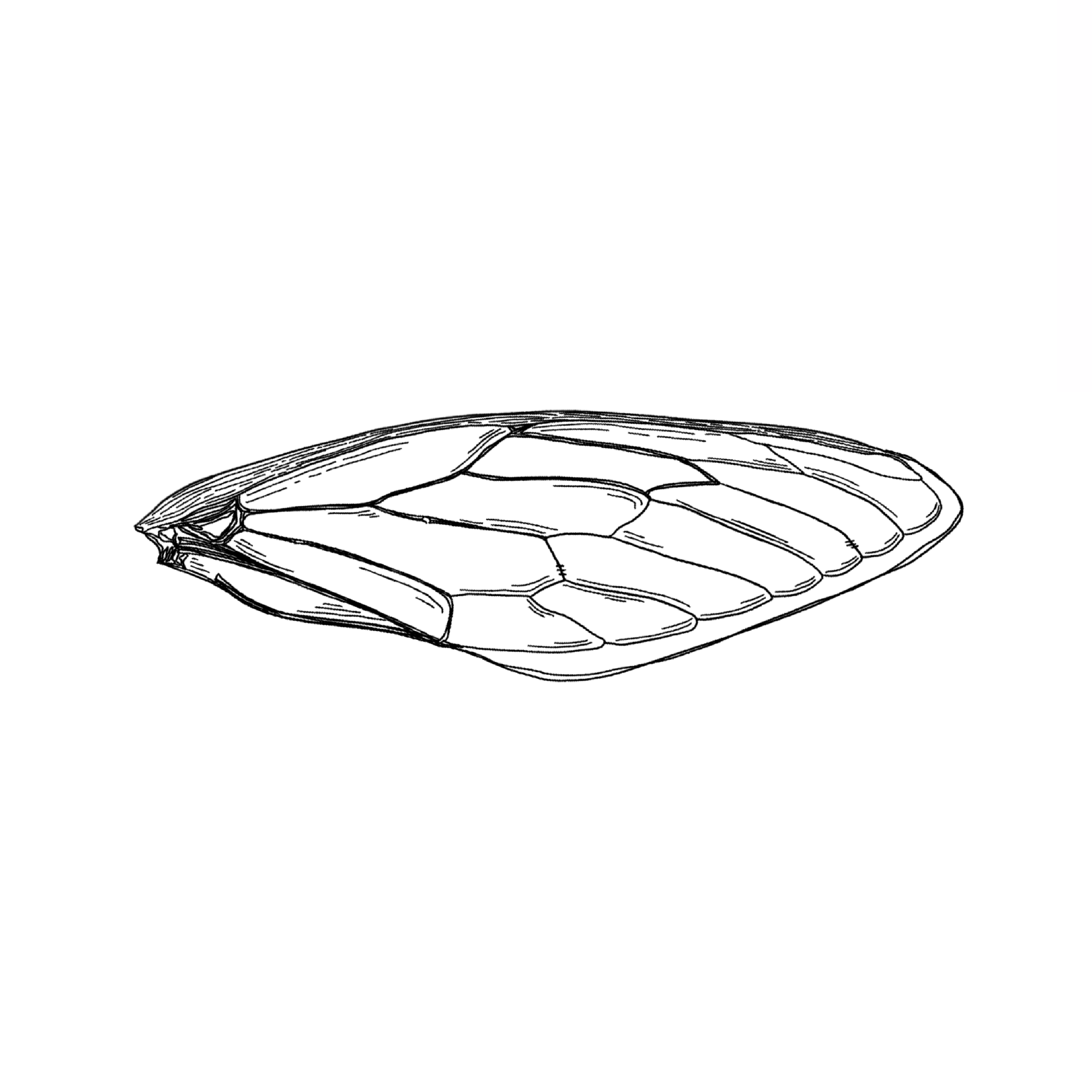 ANOTHA WING.png