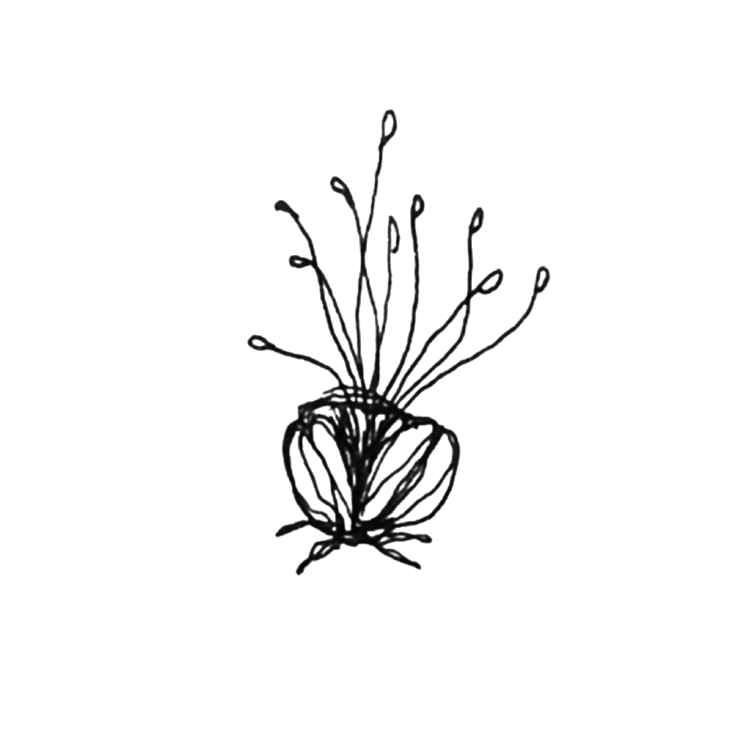 SEEDLINGS.png