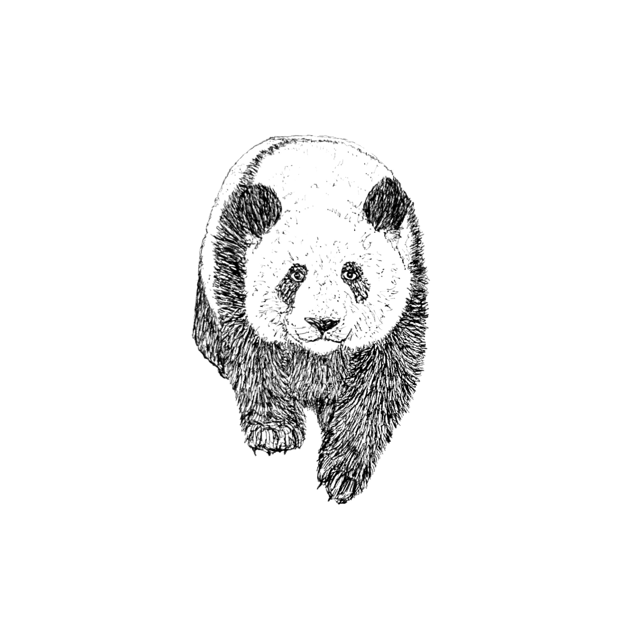 PANDA.png