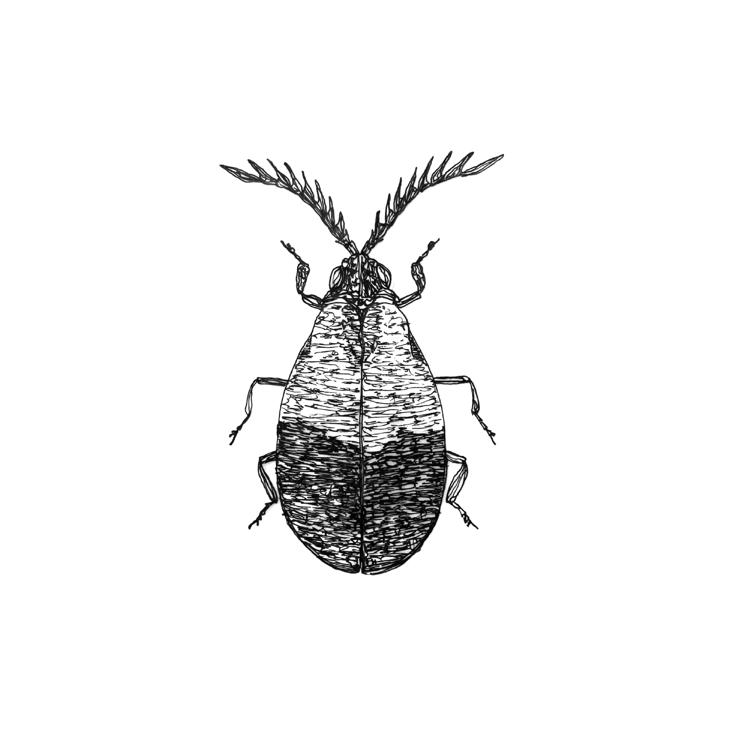 beetles three.png