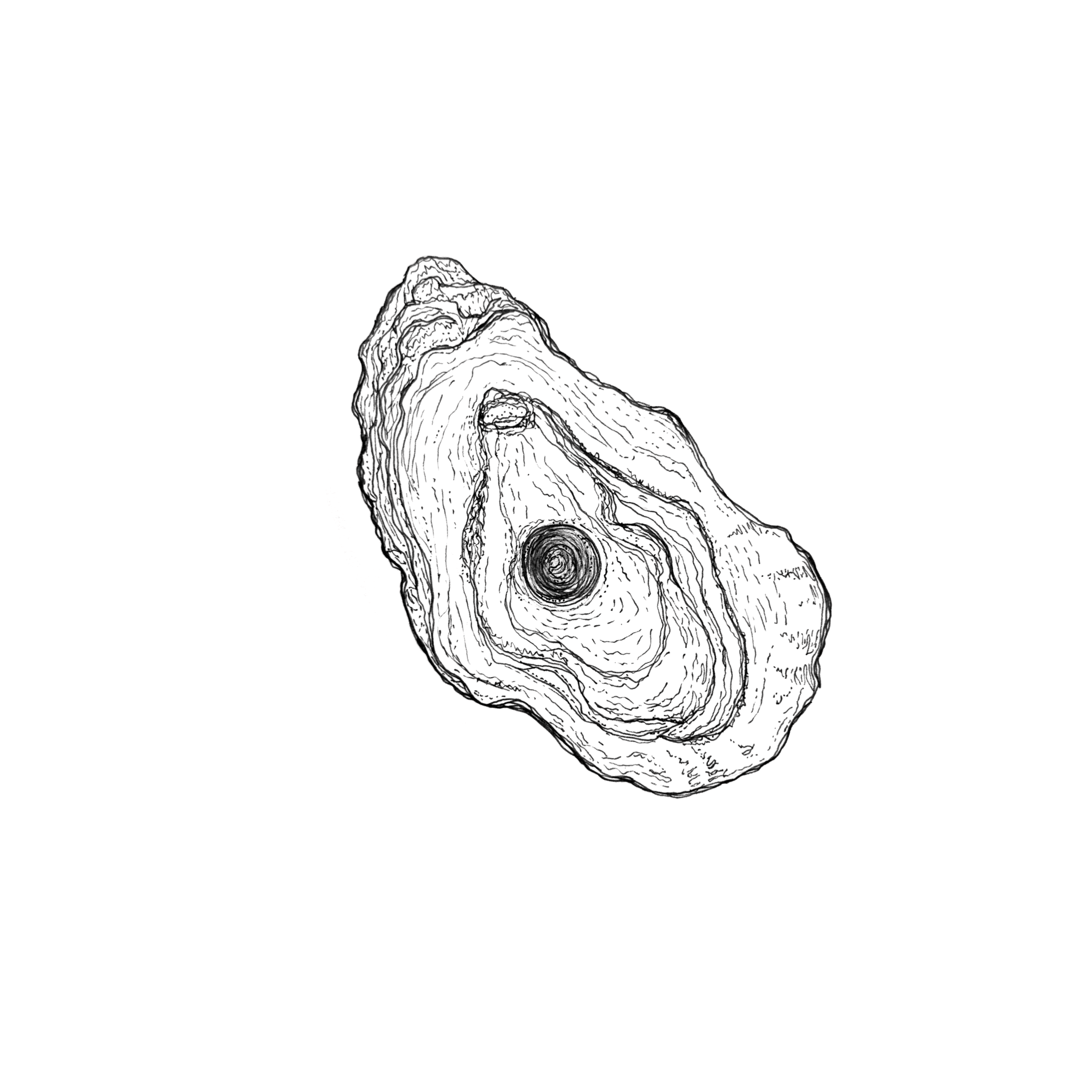 OYSTER.png