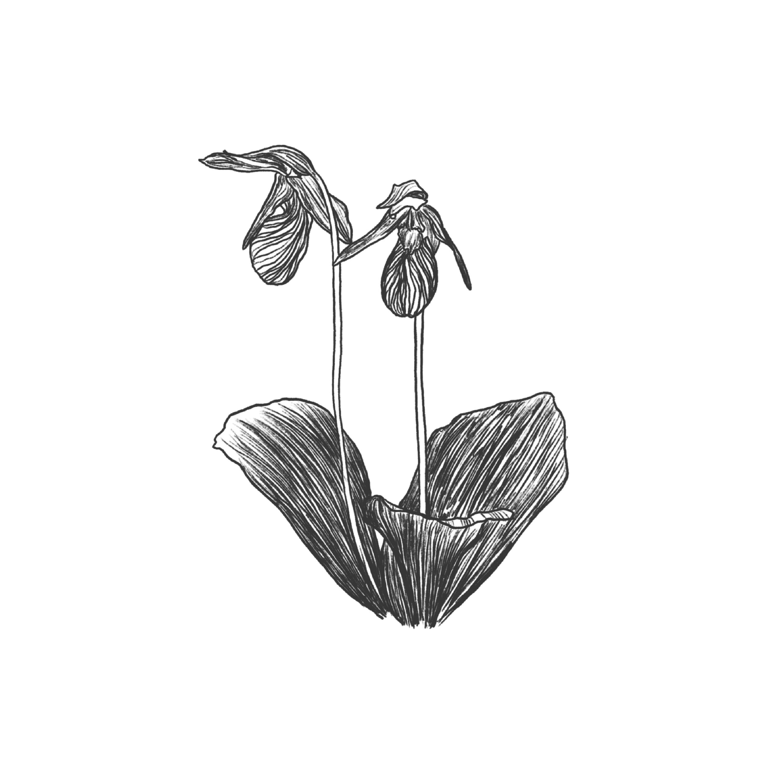 ORCHID.png