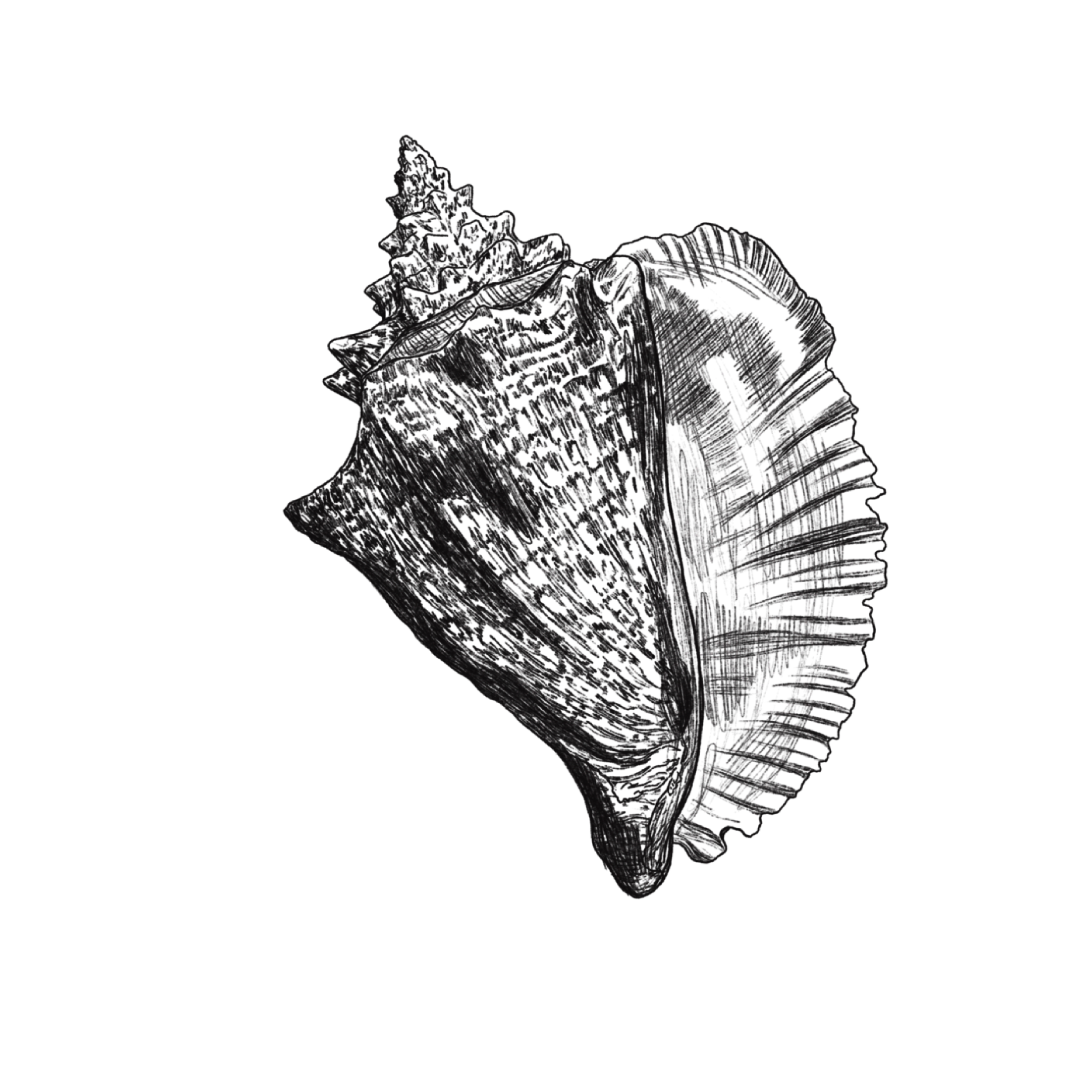 CONCH.png