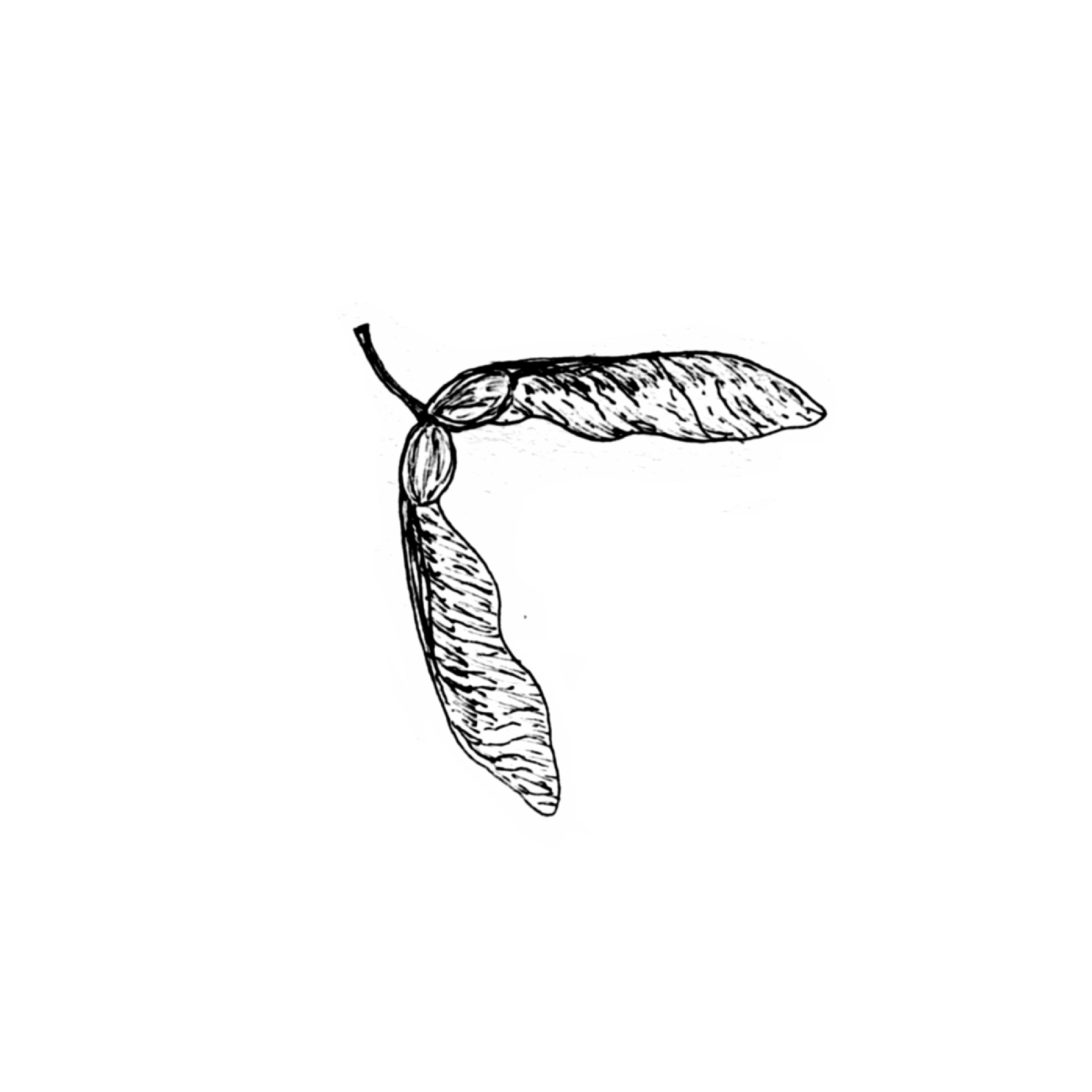 HELICOPTER SEEDS.png