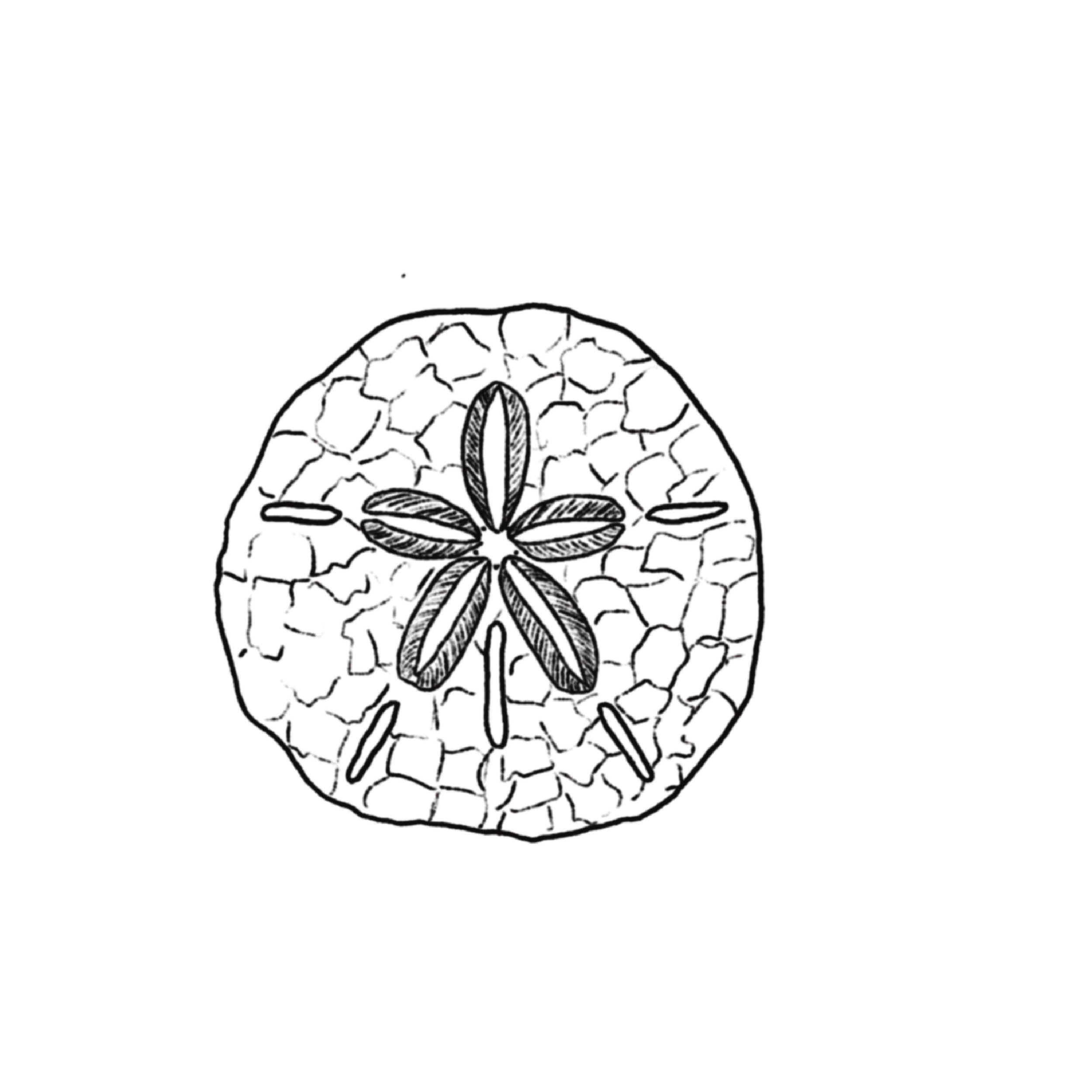 SAND DOLLAR.png