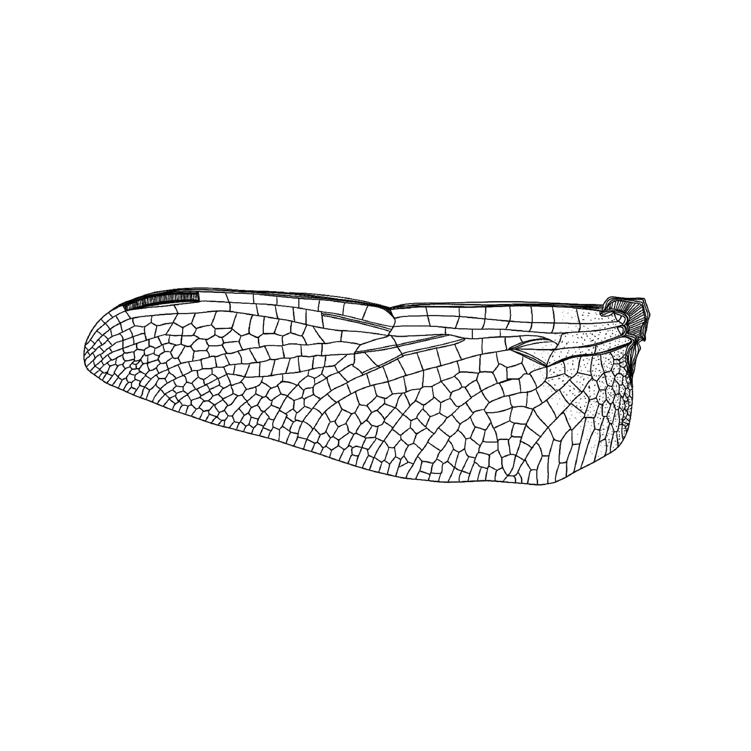 INSECT WING.png