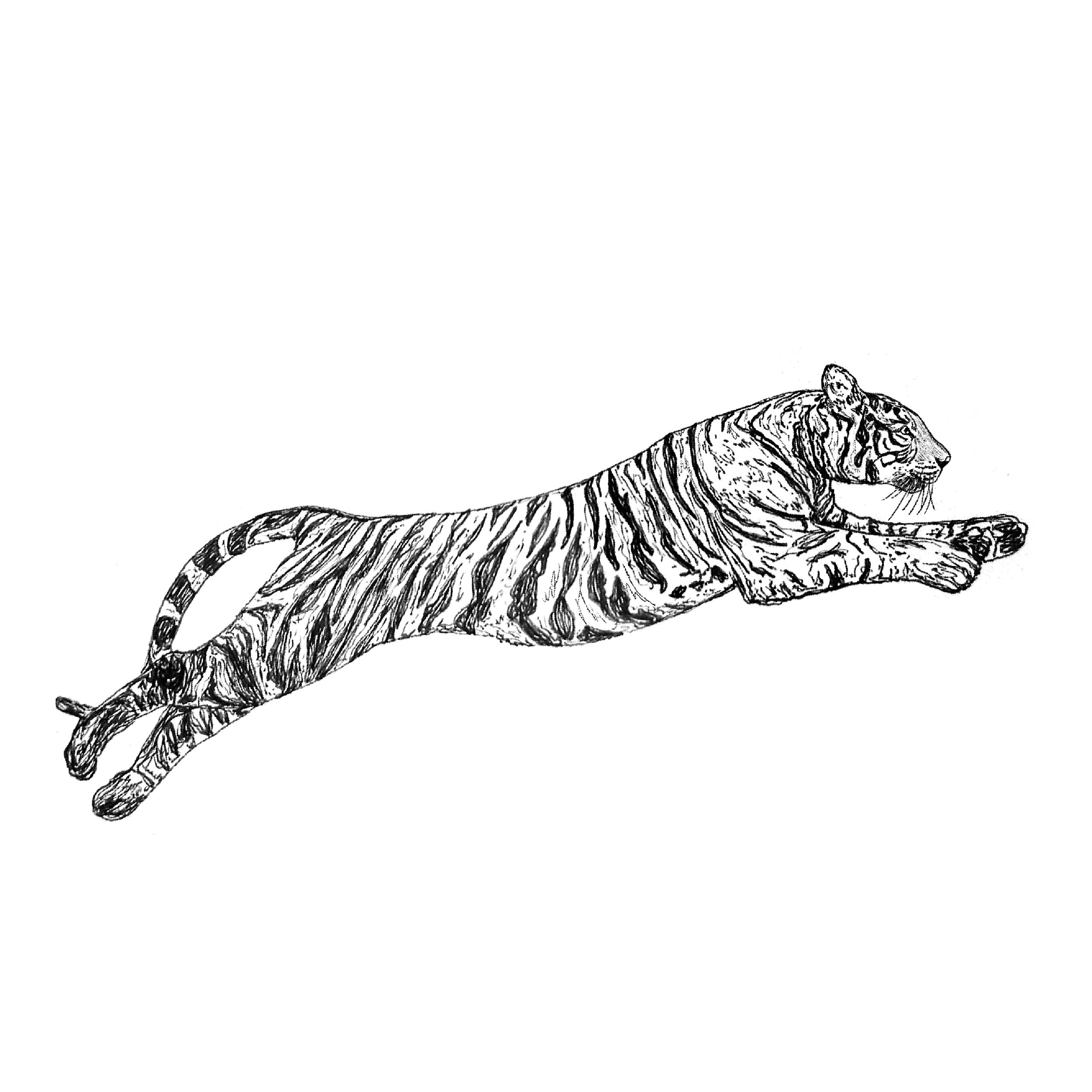 TIGER.png