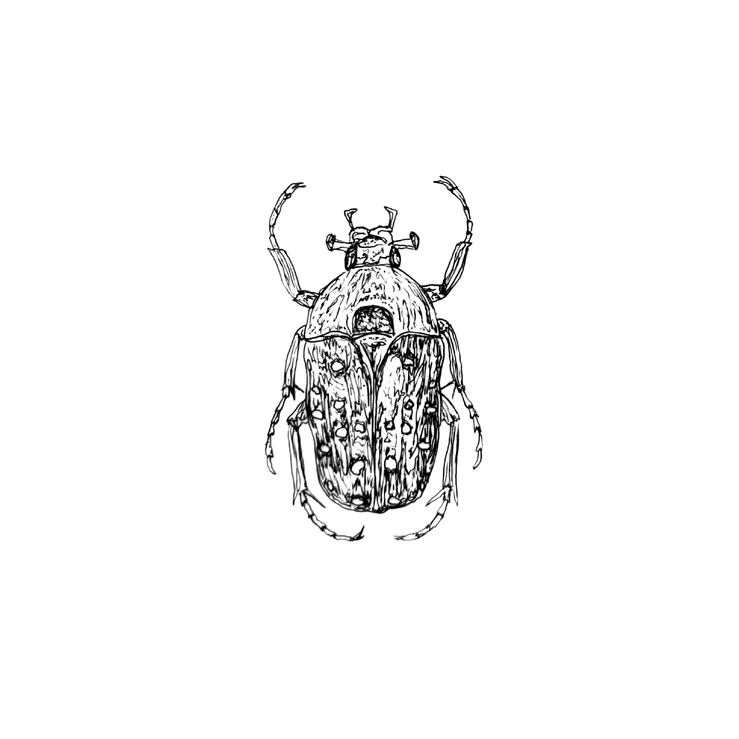 beetles eight.png