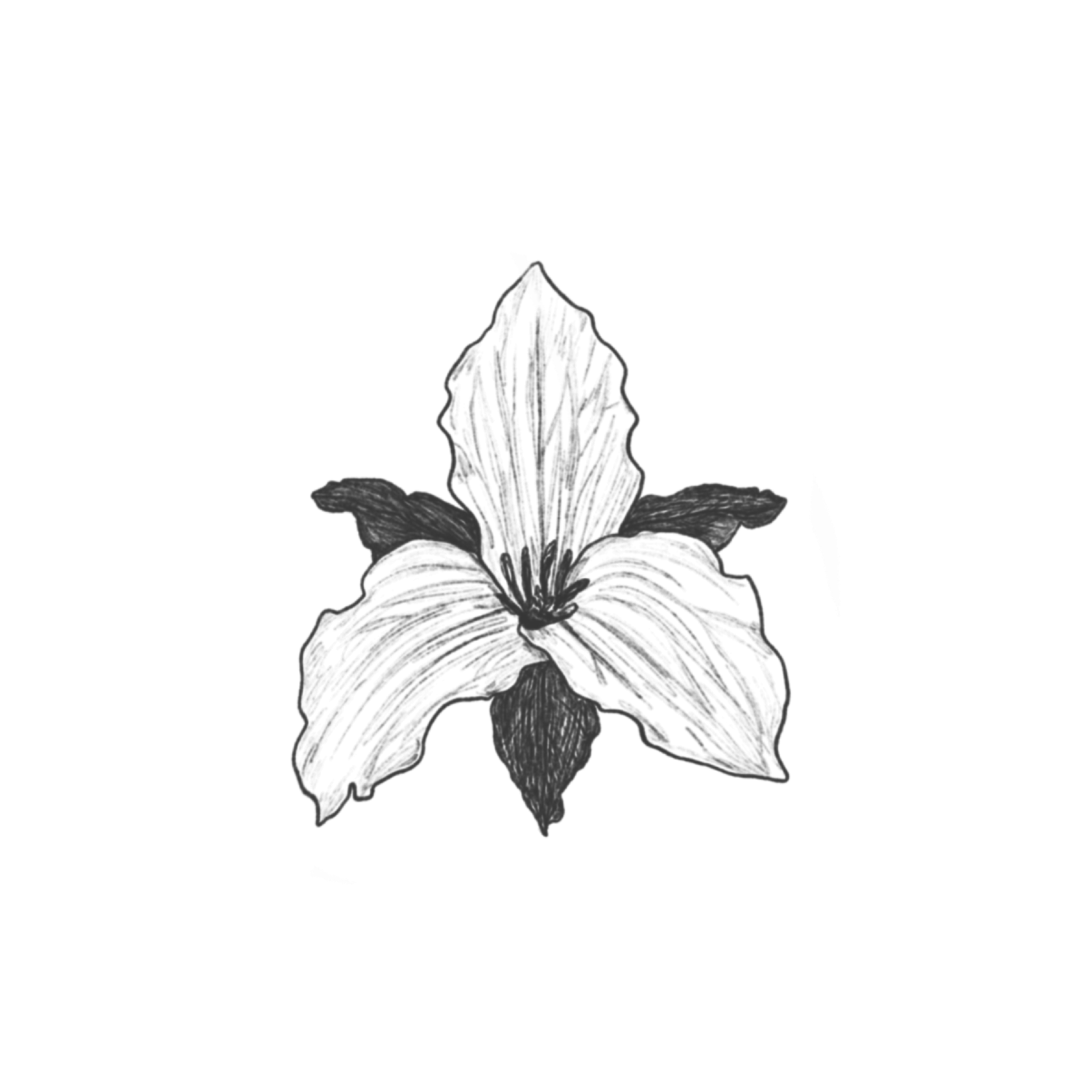 DOGWOOD 2.png