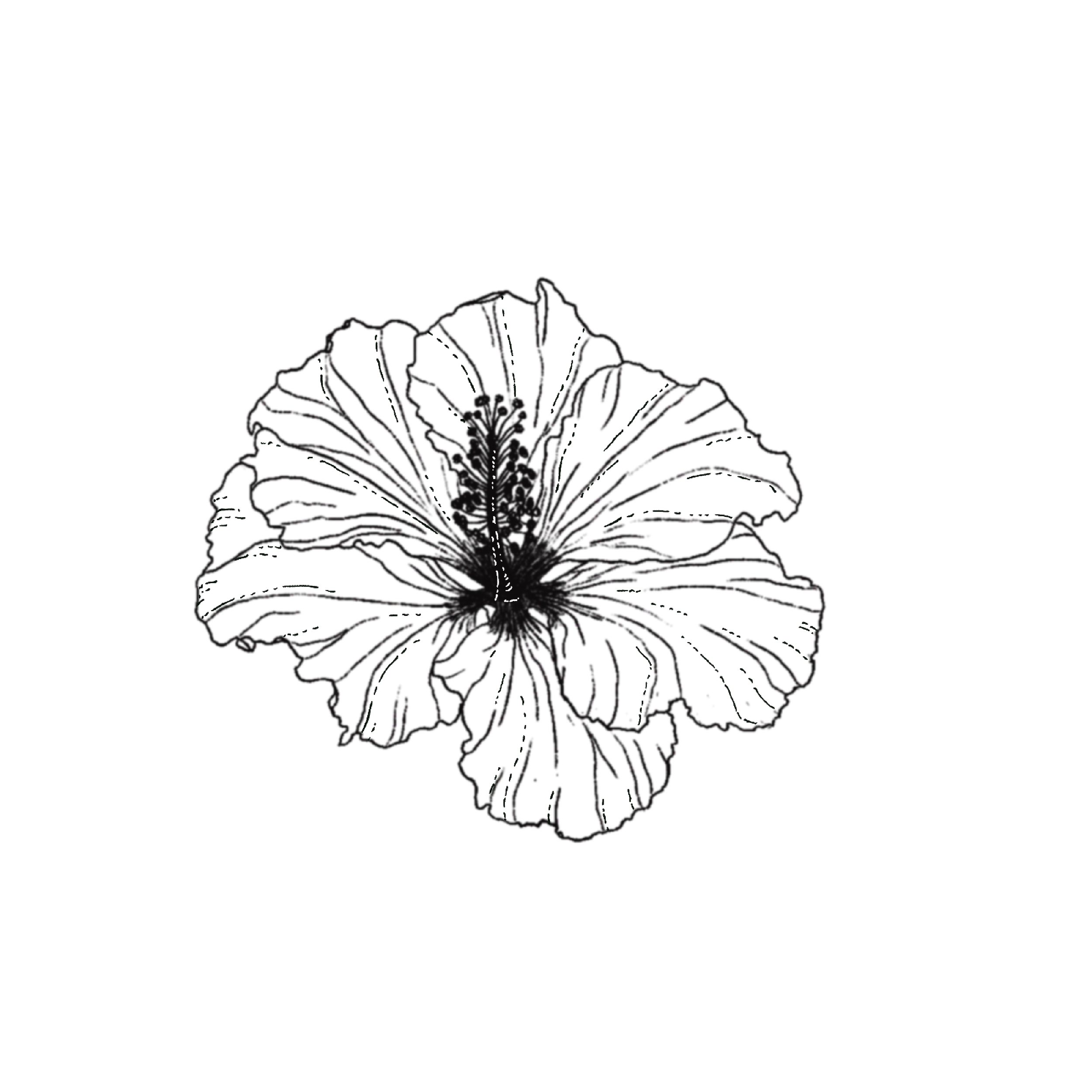 HIBISCUS.png