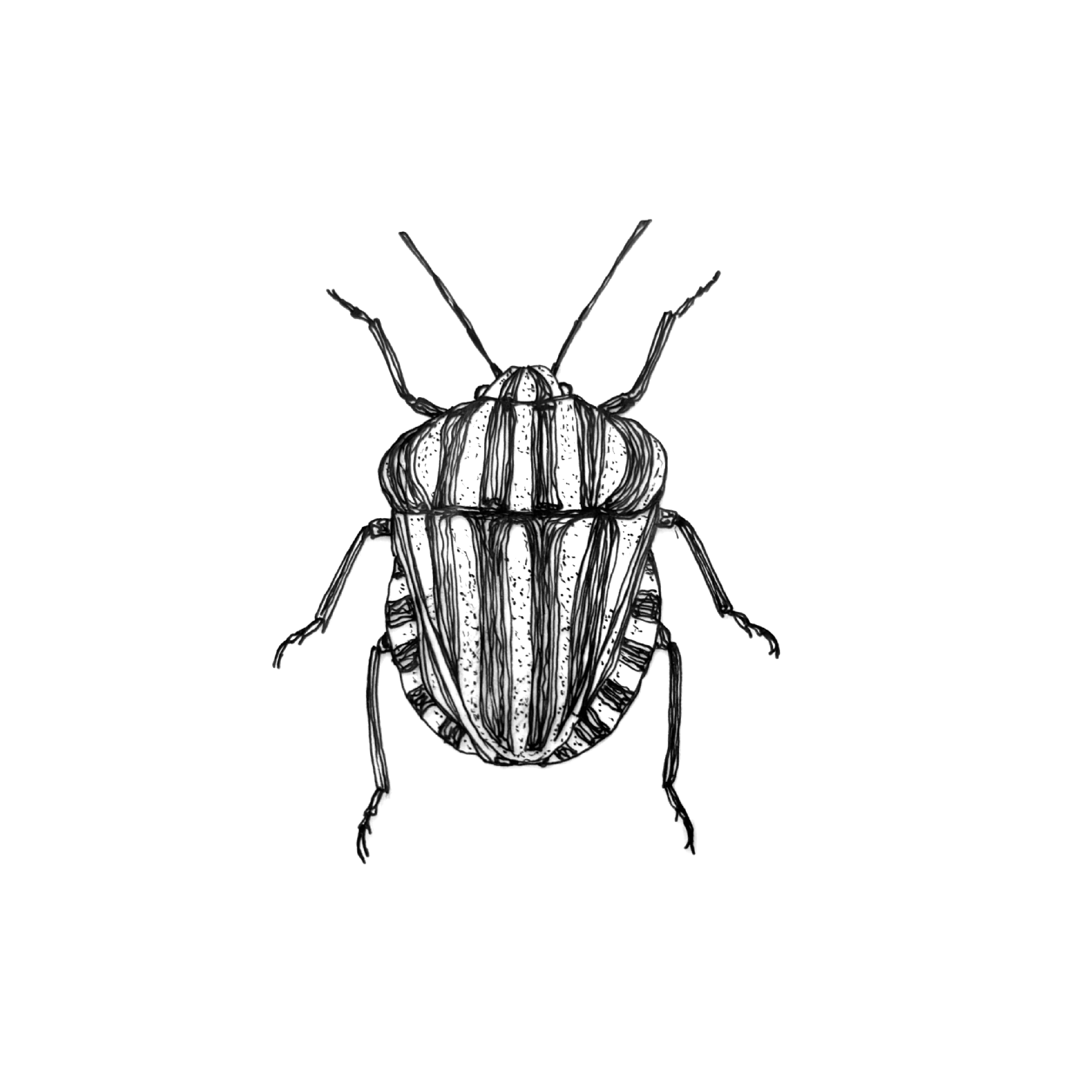 beetles five.png