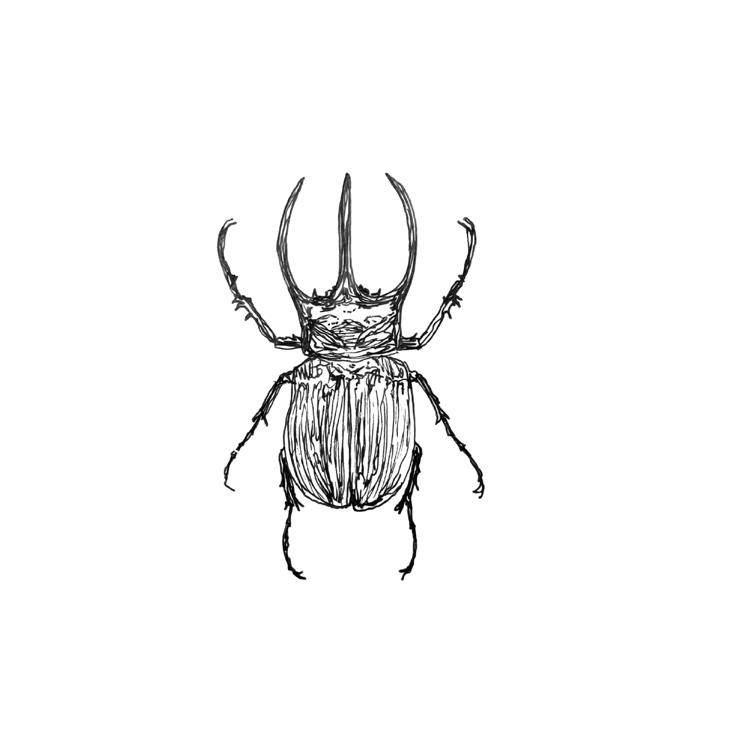 beetles nine.png