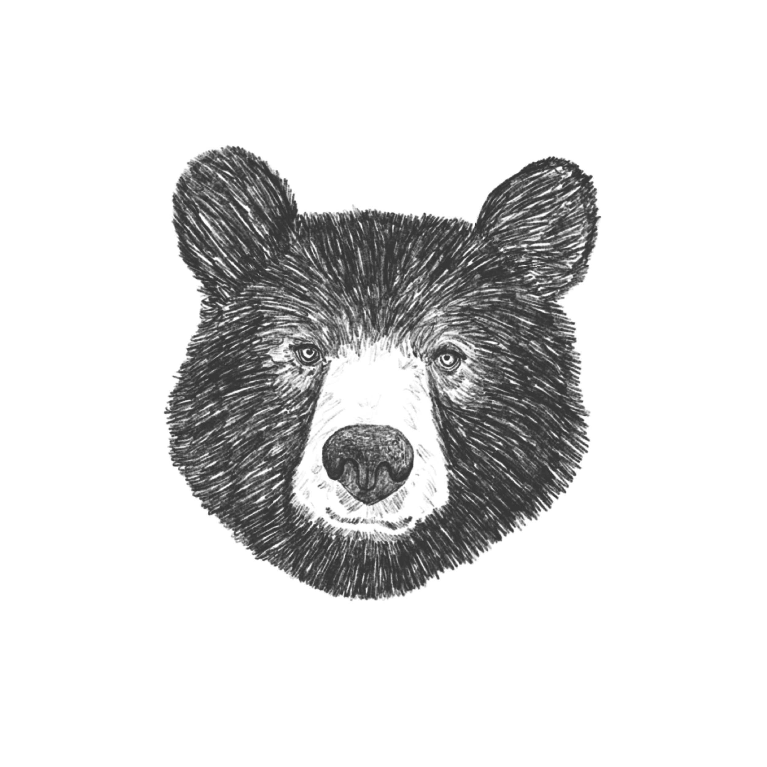 BEAR.png