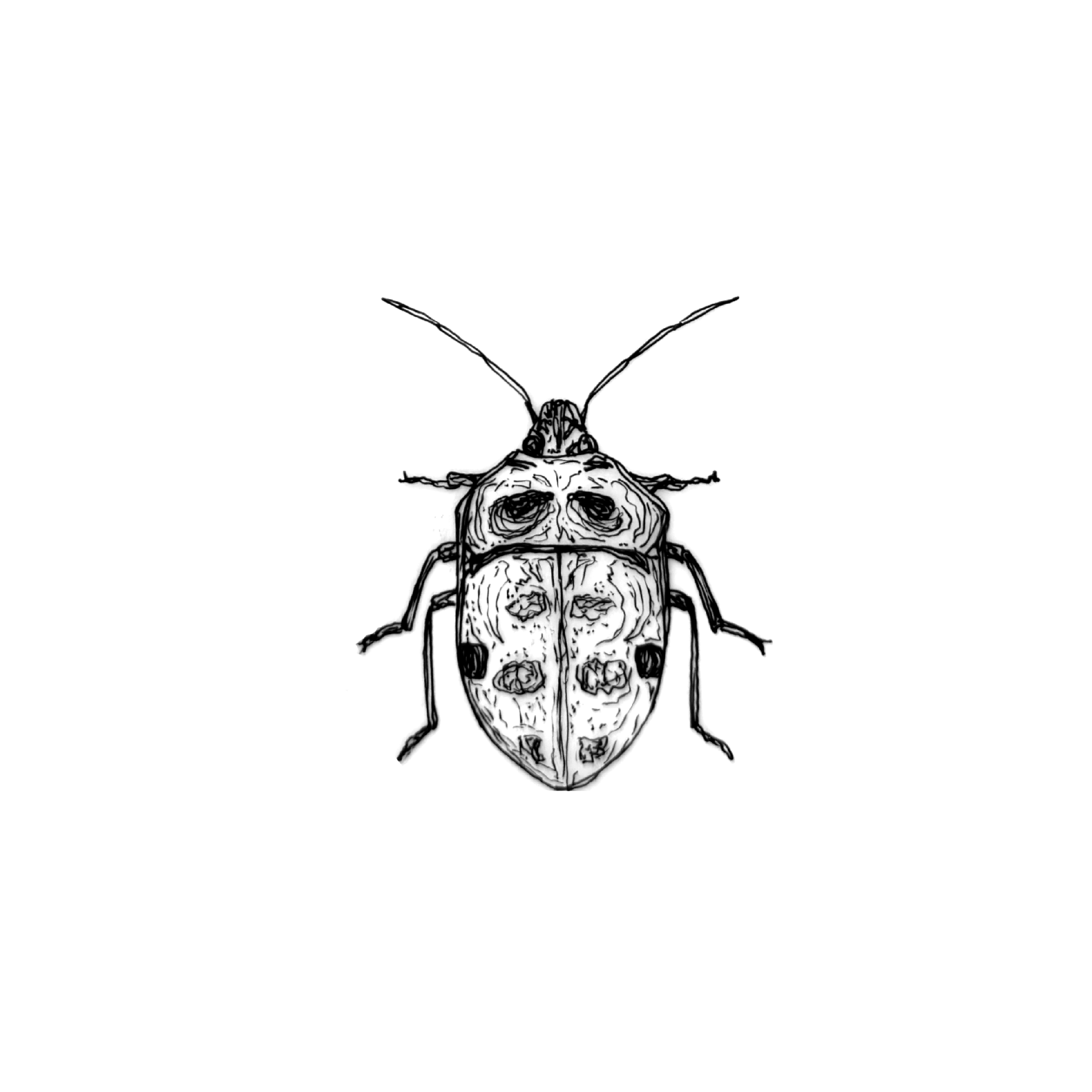 beetles eleven.png