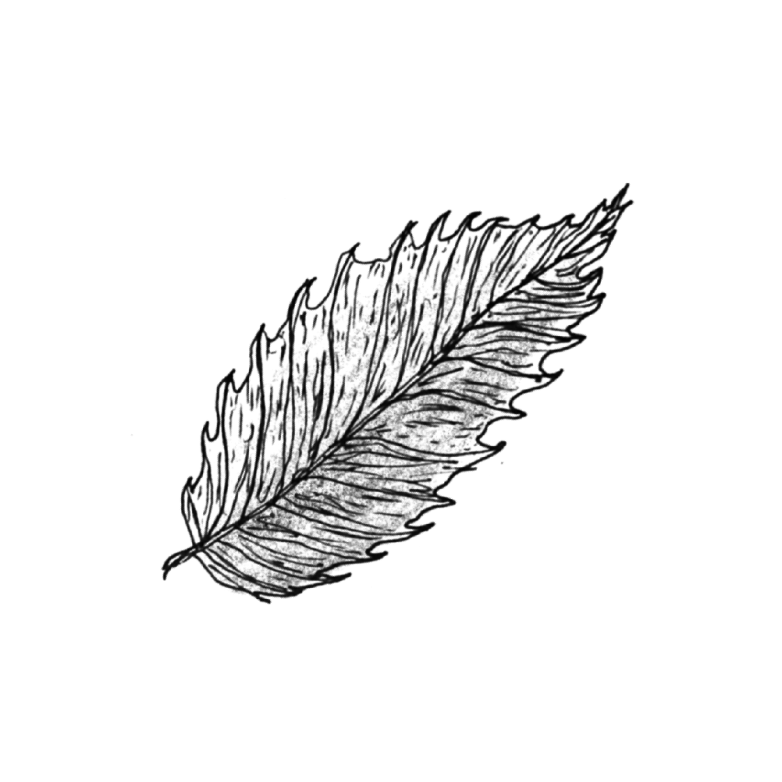 LEAF.png