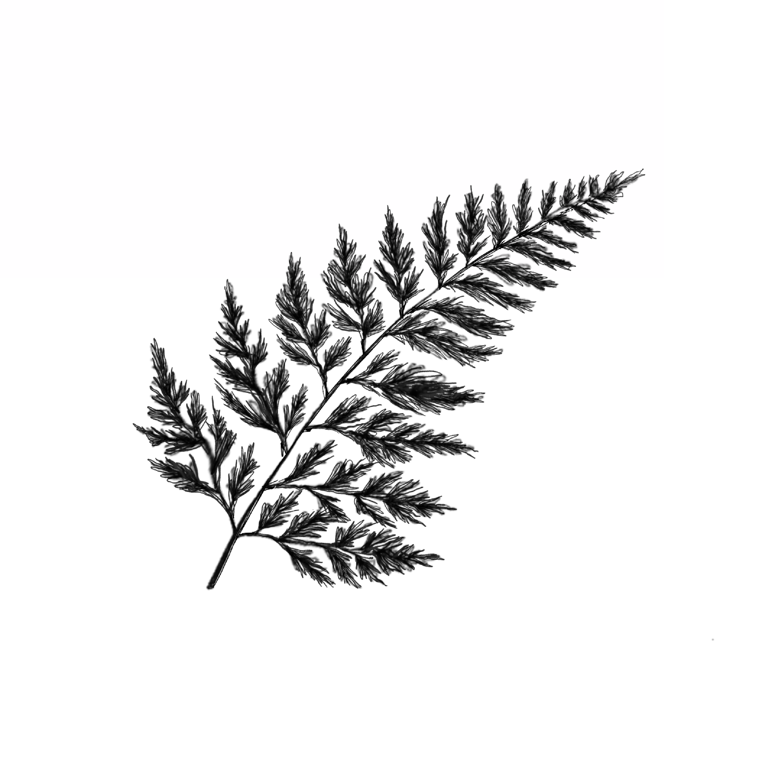 FERN.png