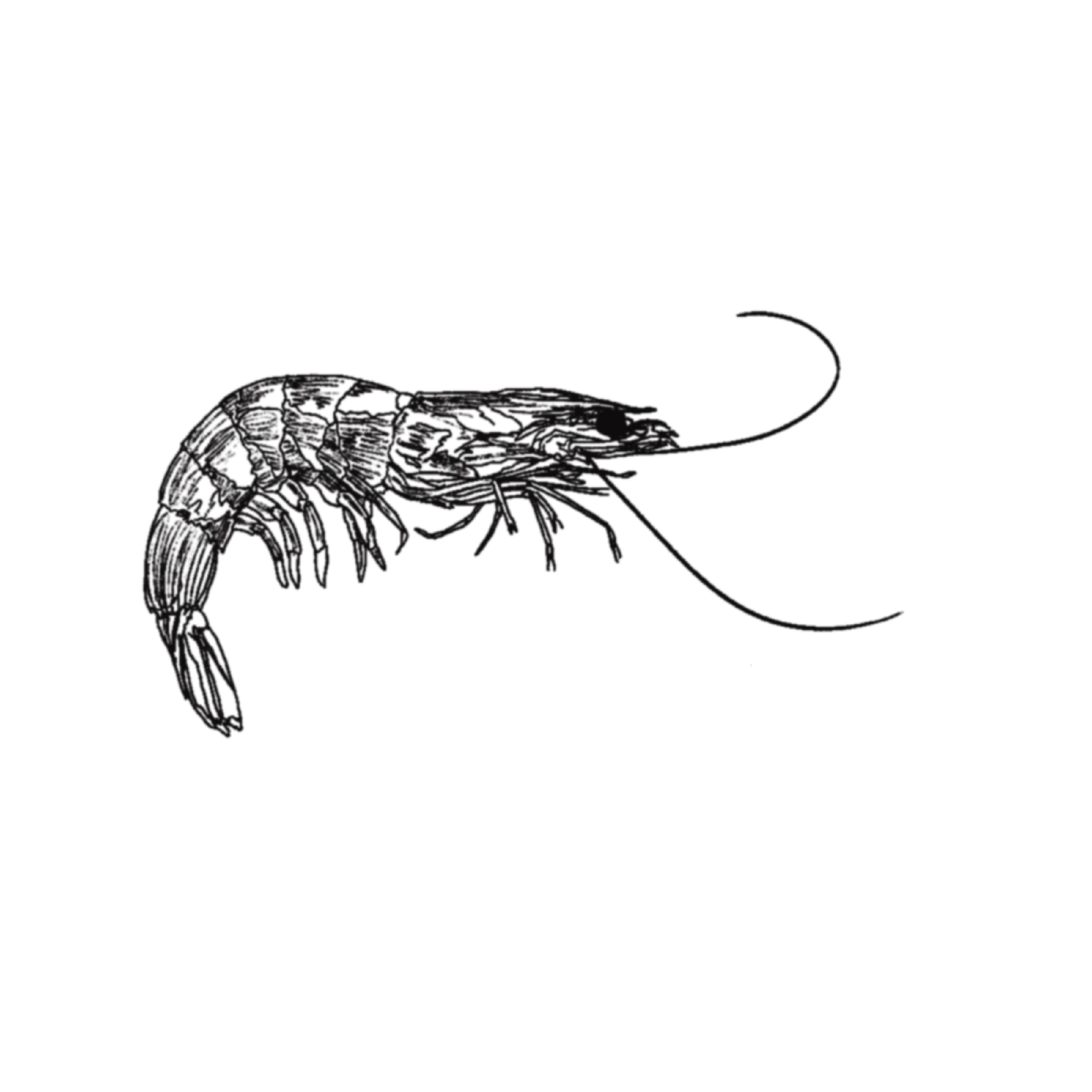 SHRIMP.png