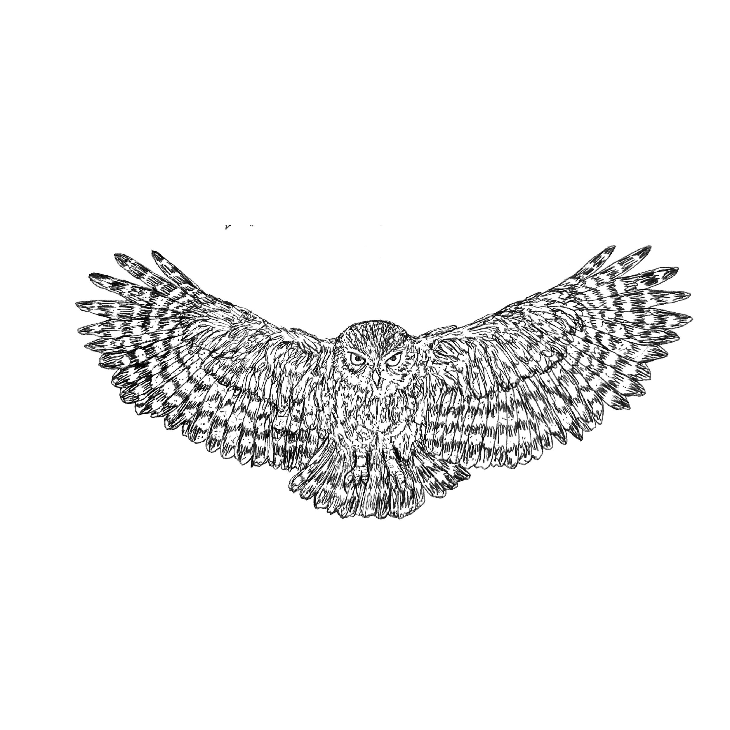 OWL.png