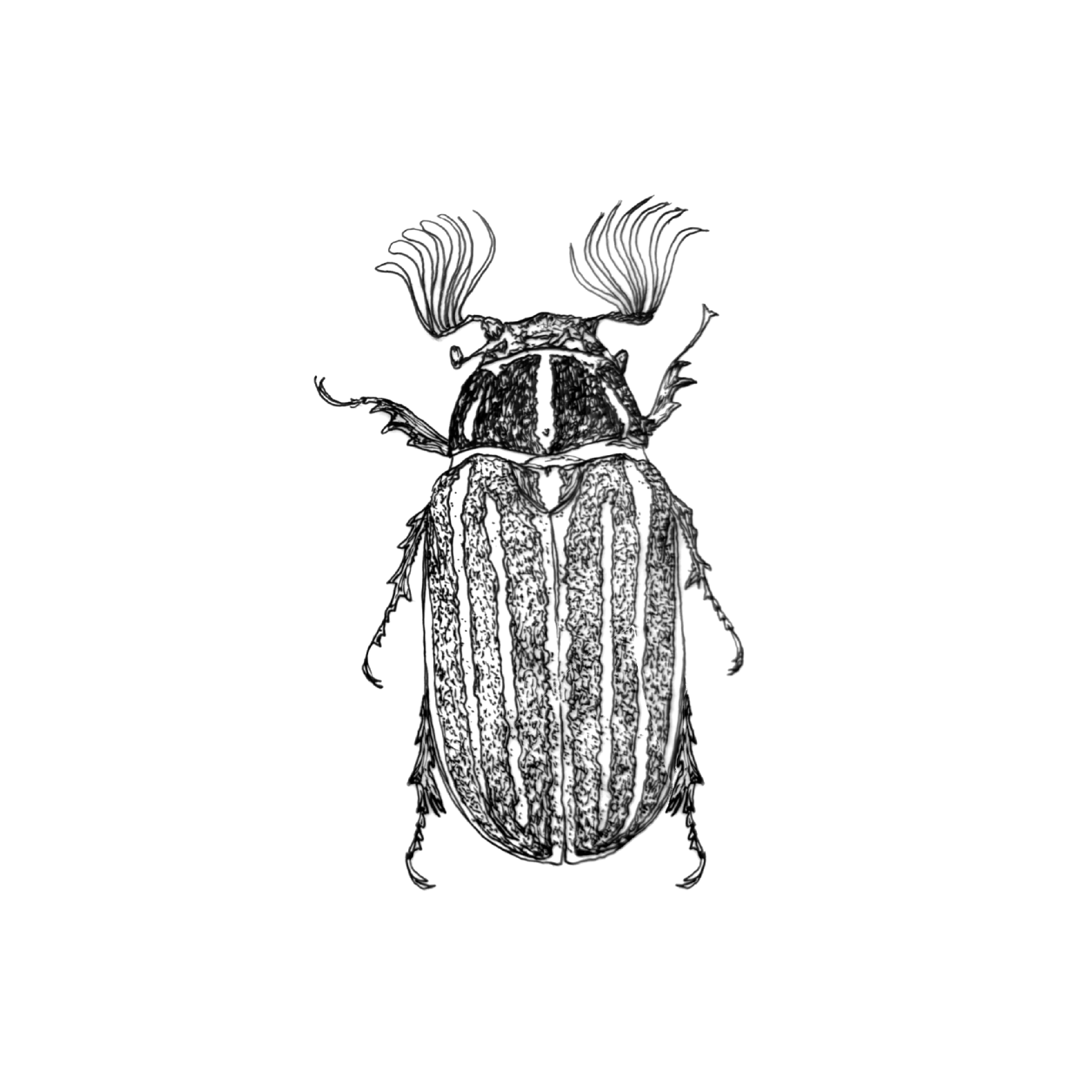 beetles six.png