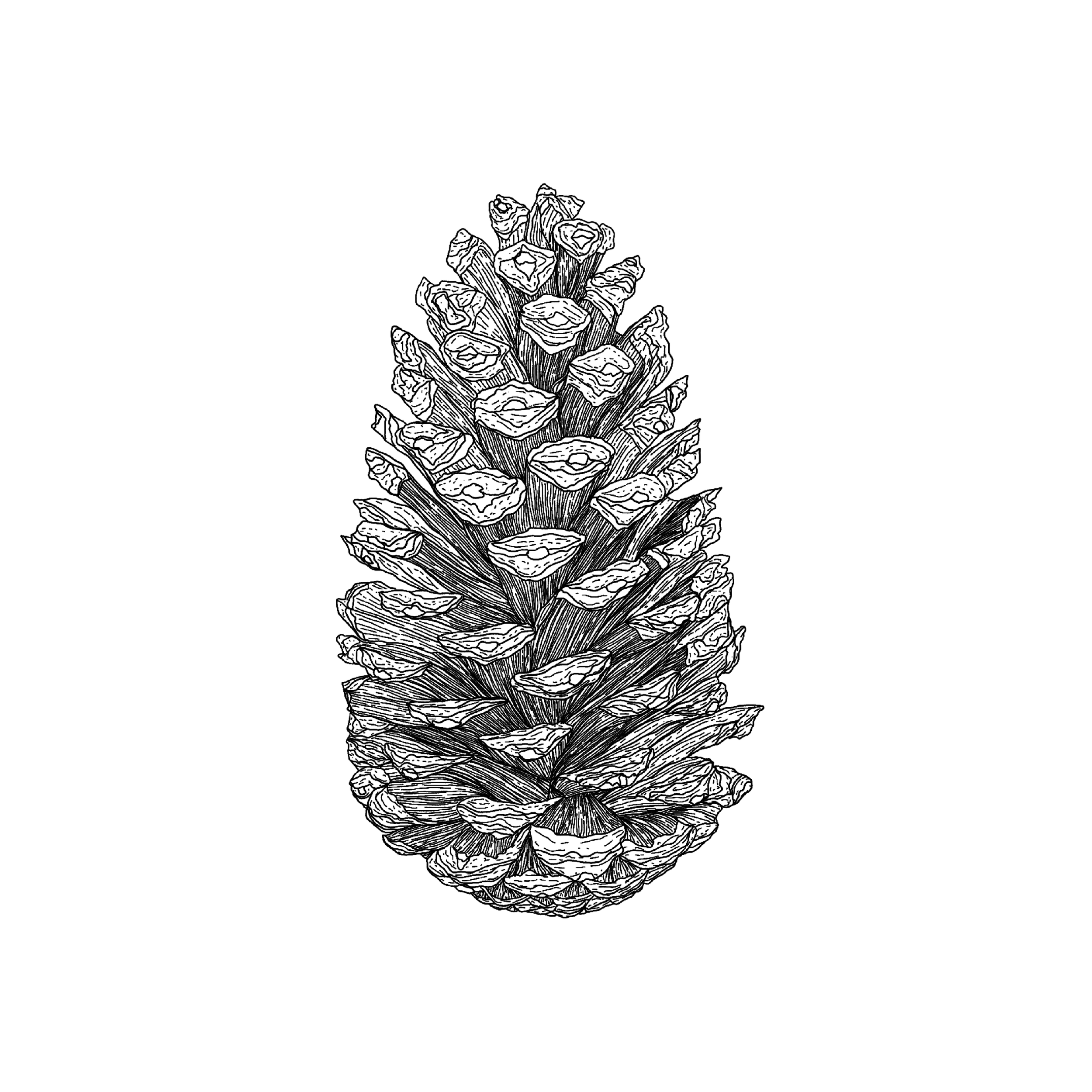 CONIFER.png