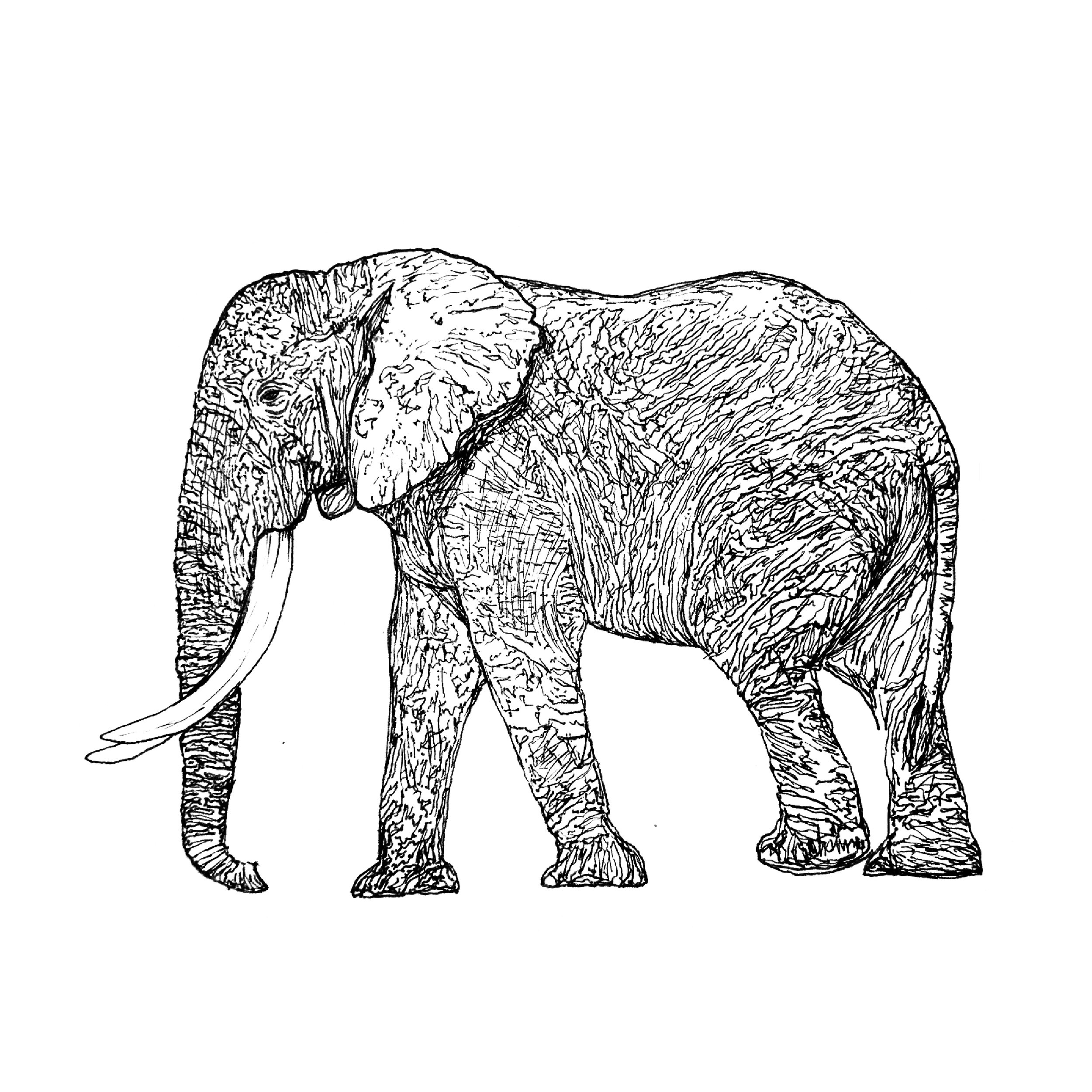 ELEPHANT.png