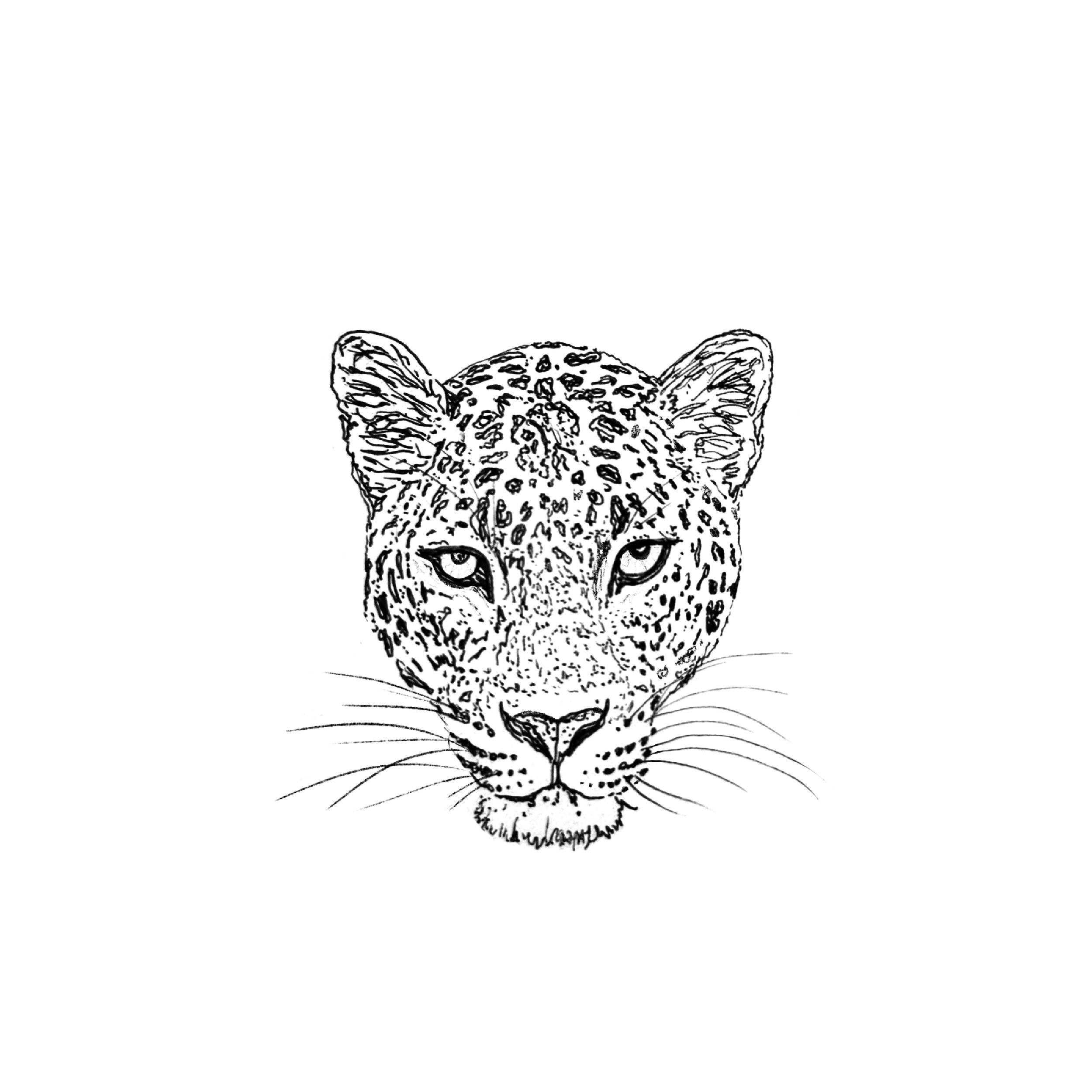 JAGUAR.png