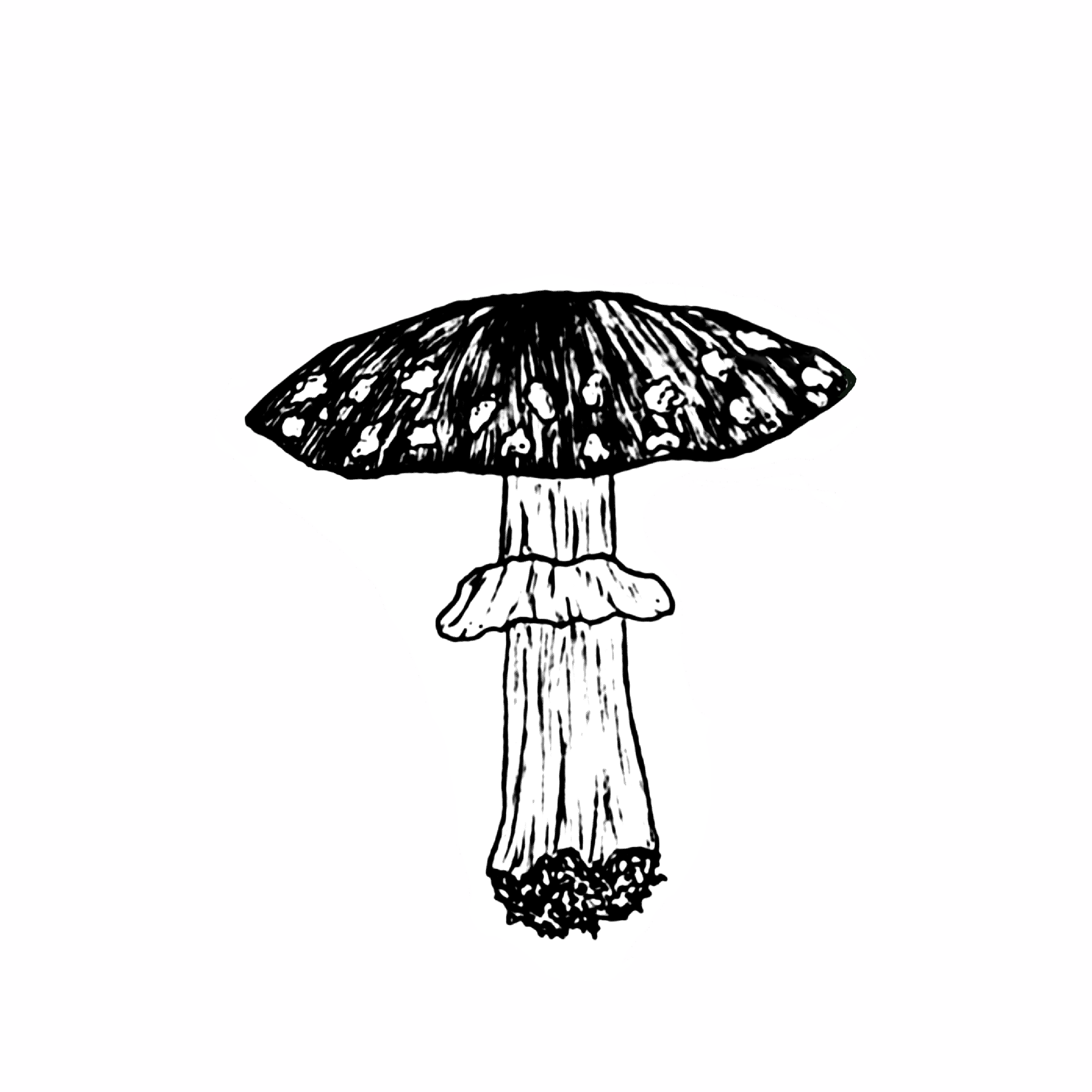 MUSHROOMS_1.png