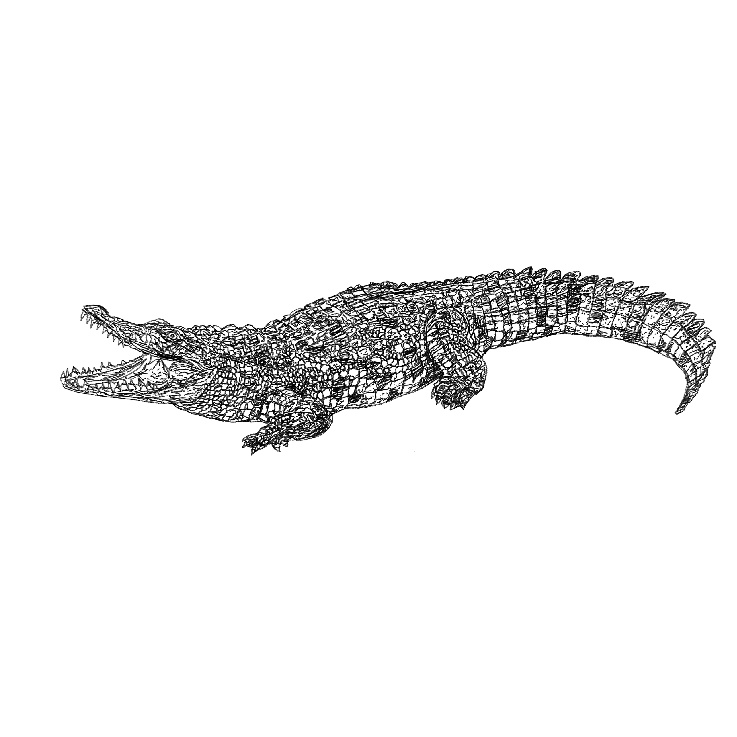 CROC.png