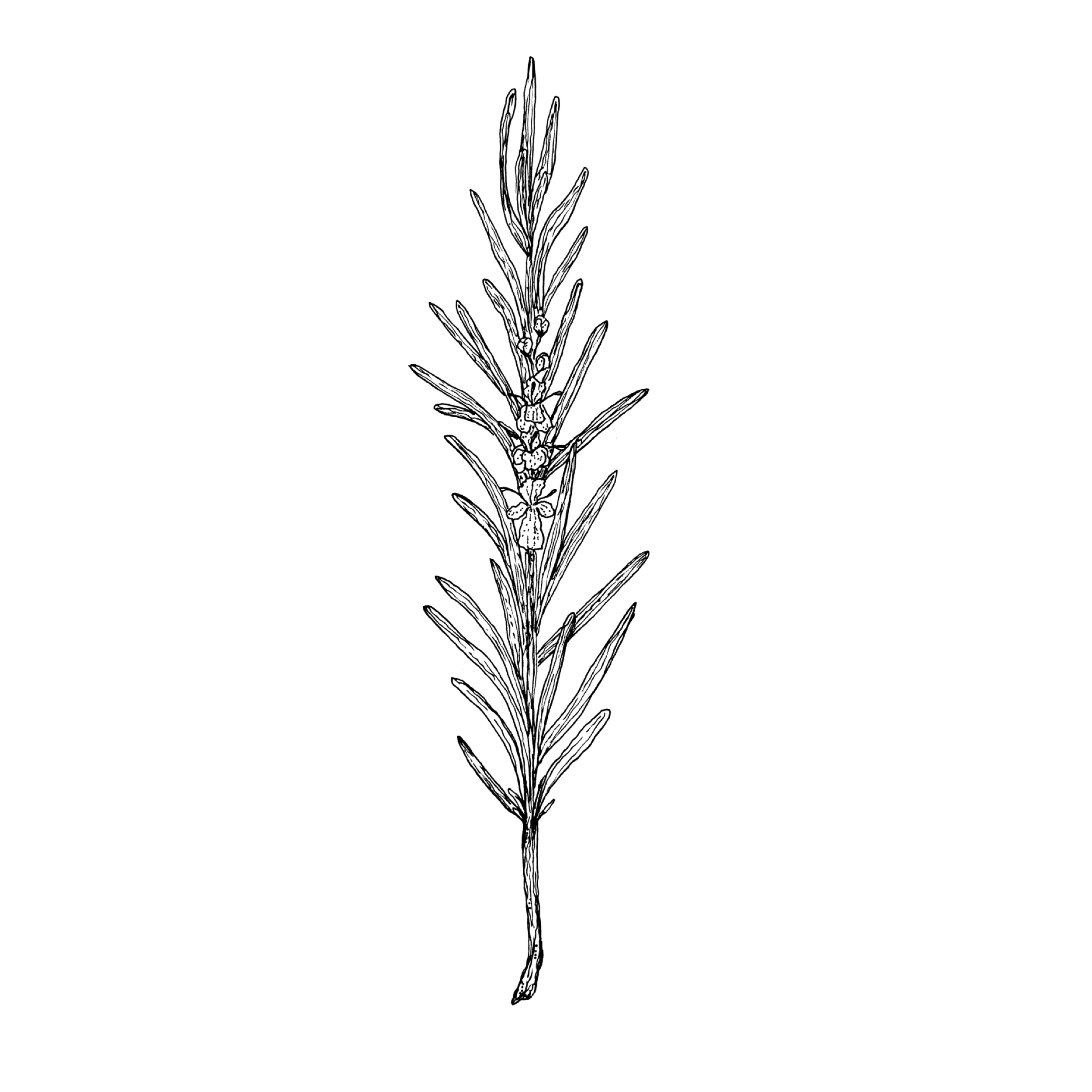 ROSEMARY.png