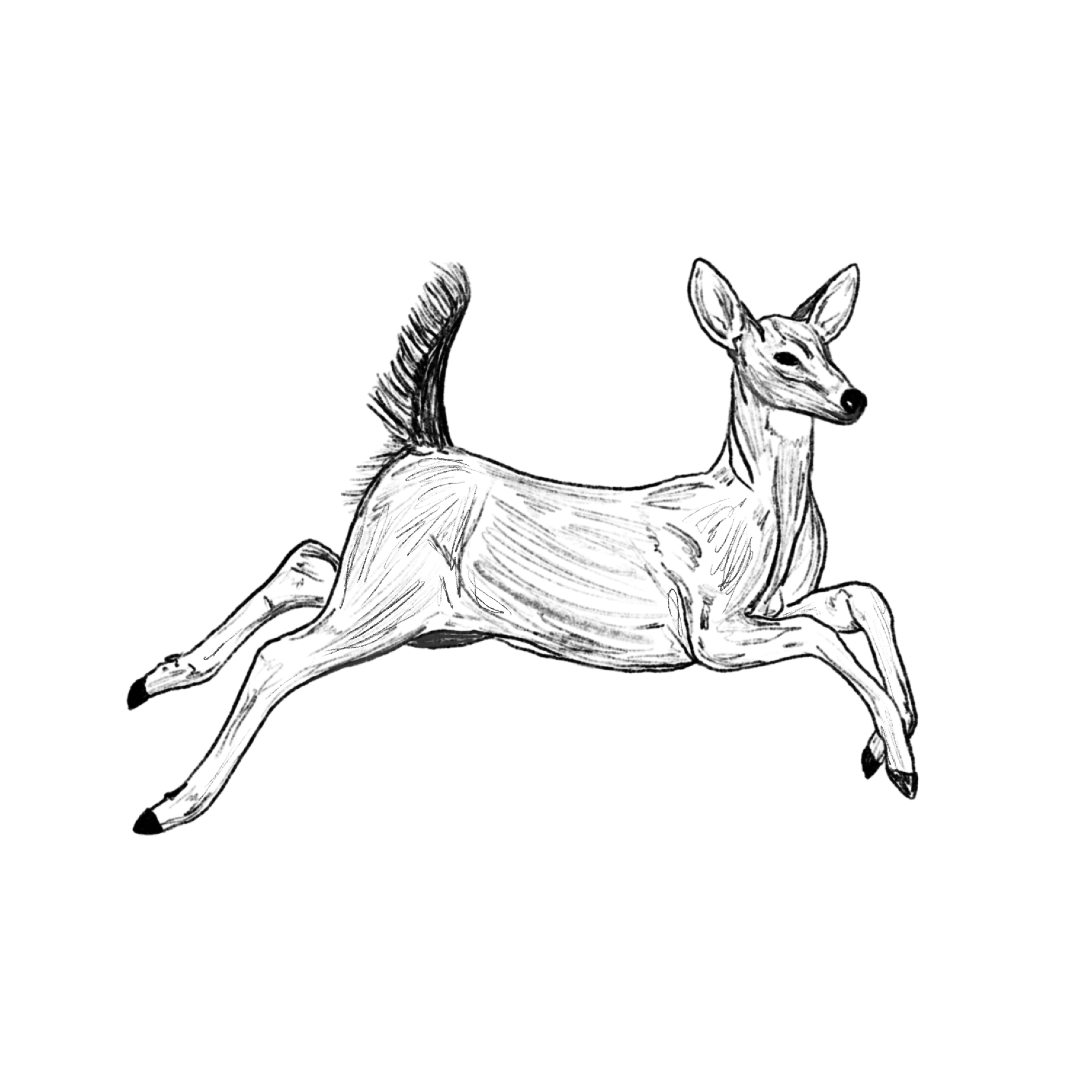 JUMPING DEER.png