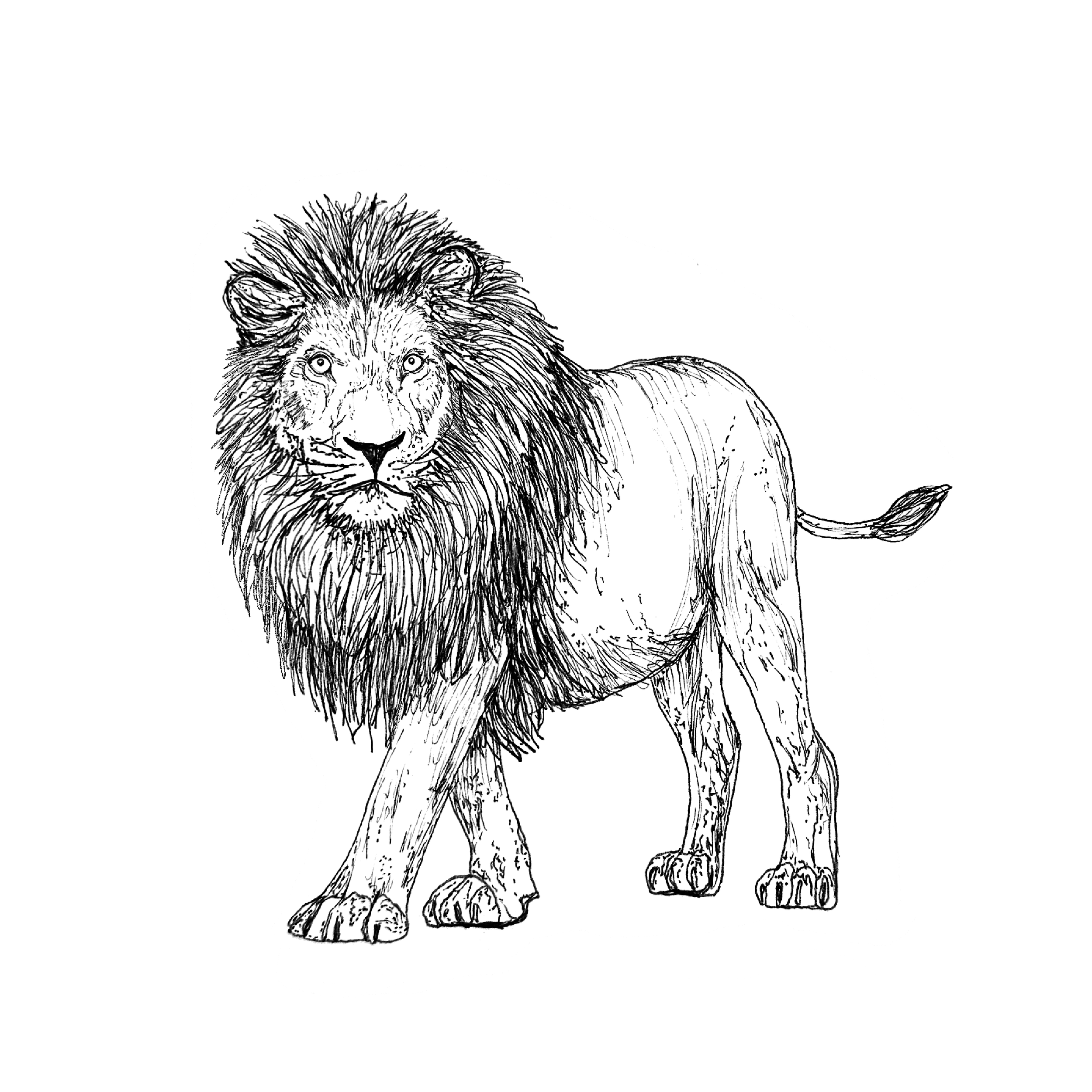 LION.png