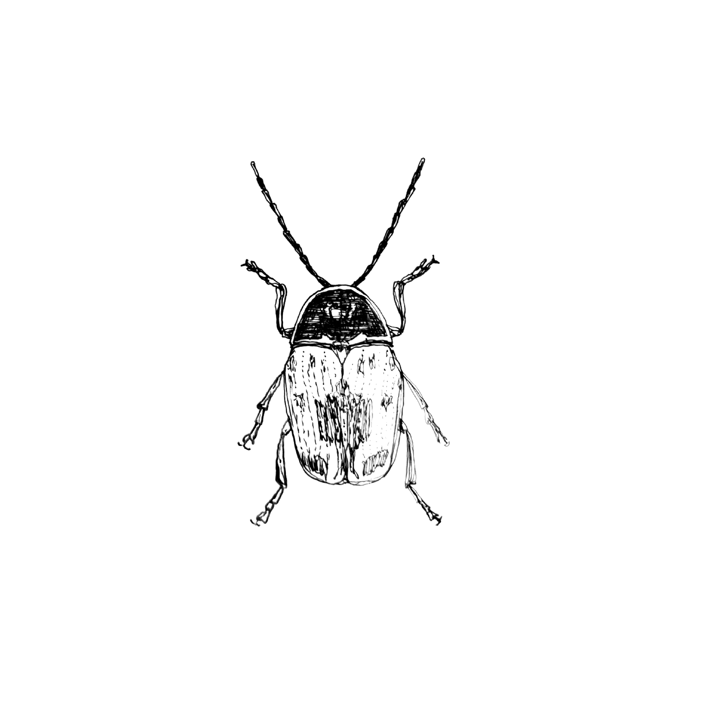 beetles seven.png