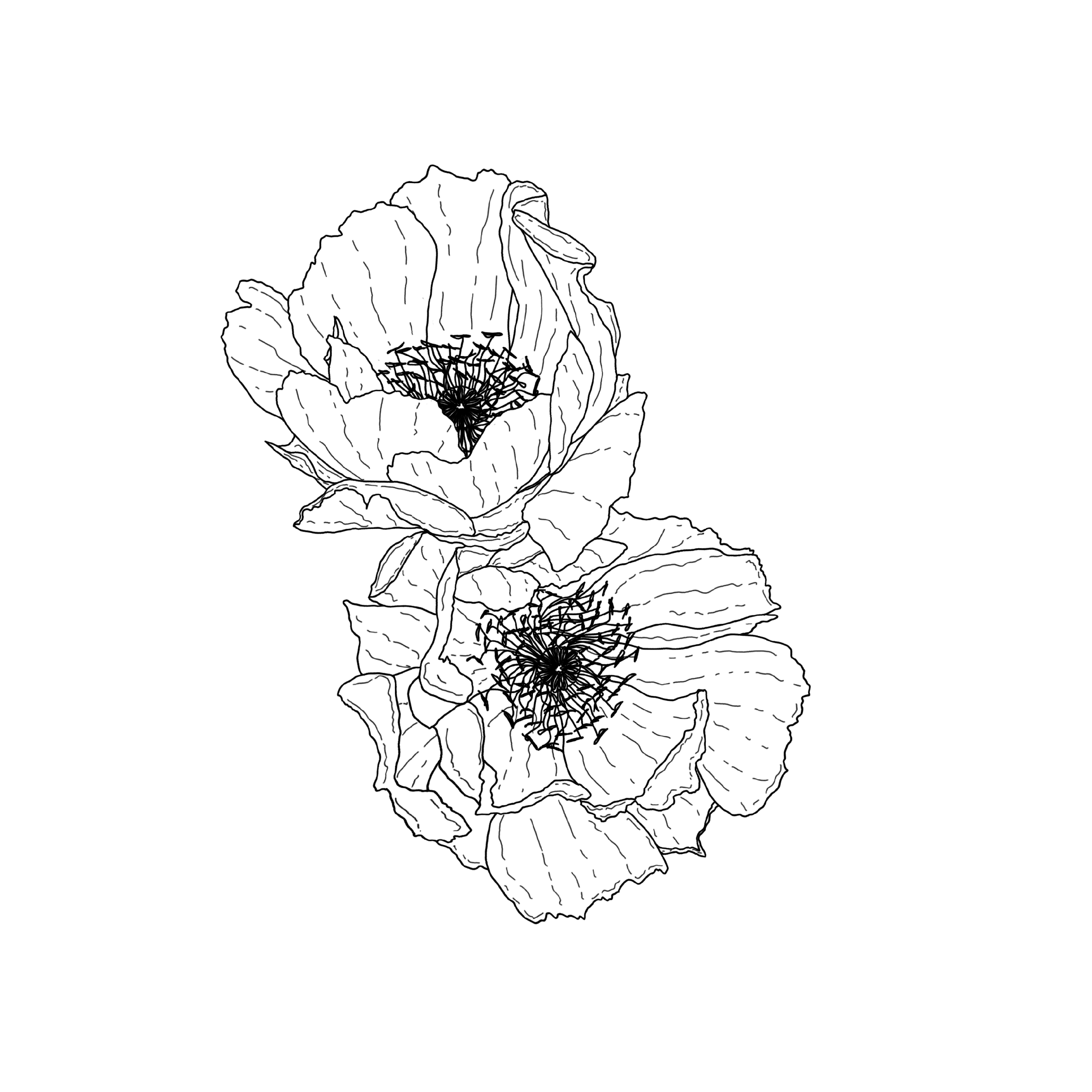 TWO FLOWERS.png